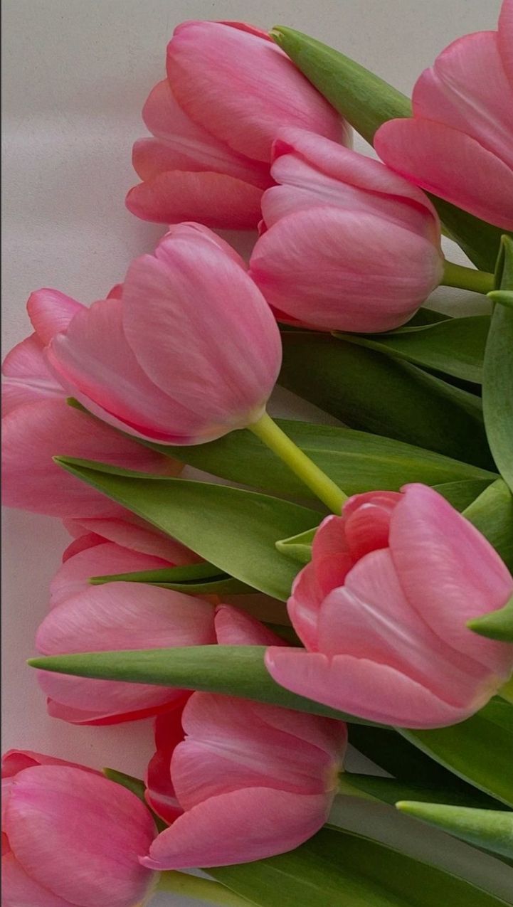 tulips