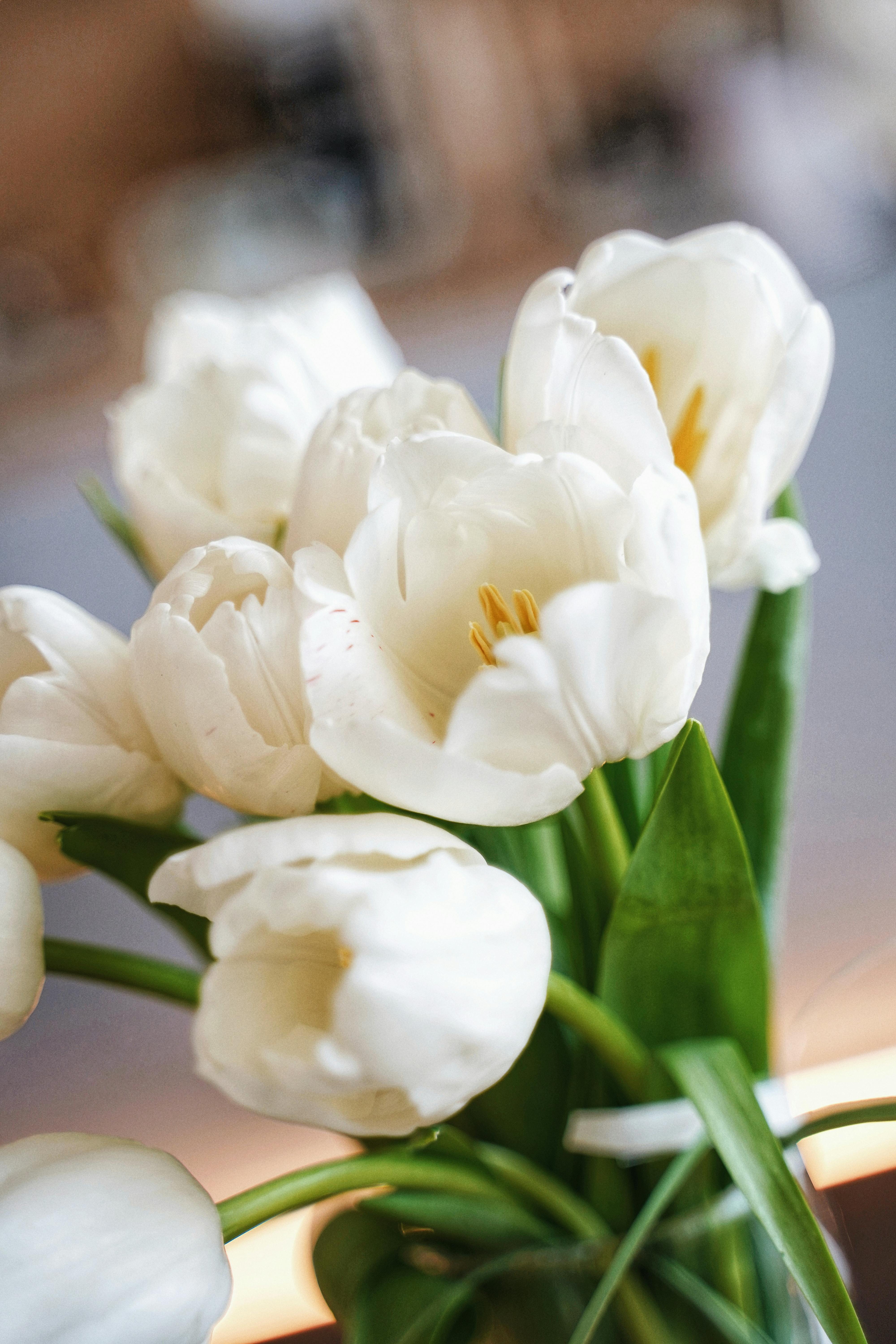 Tulip Bouquet Photo, Download The BEST Free Tulip Bouquet & HD Image