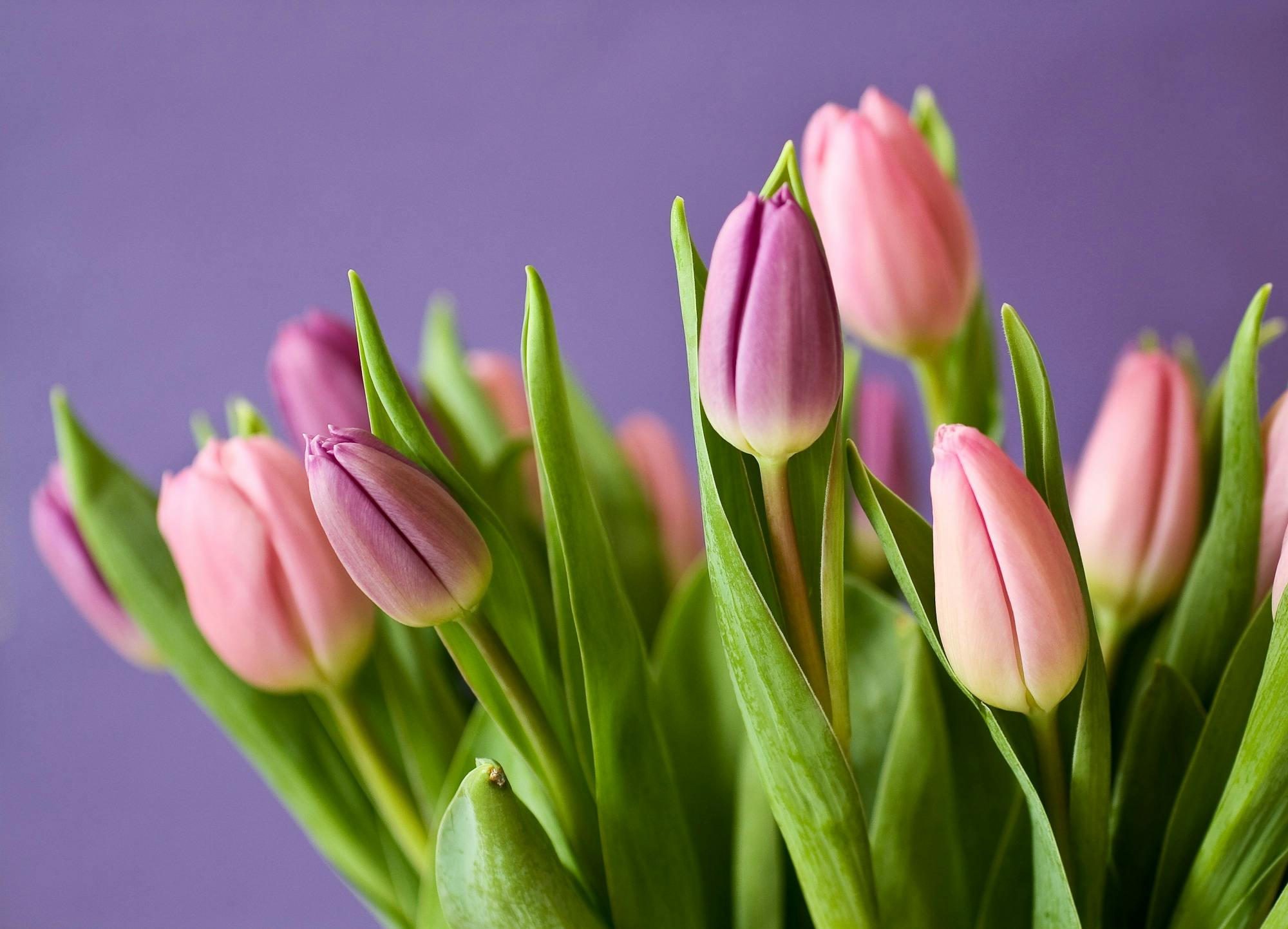 Tulips Photo, Download The BEST Free Tulips & HD Image