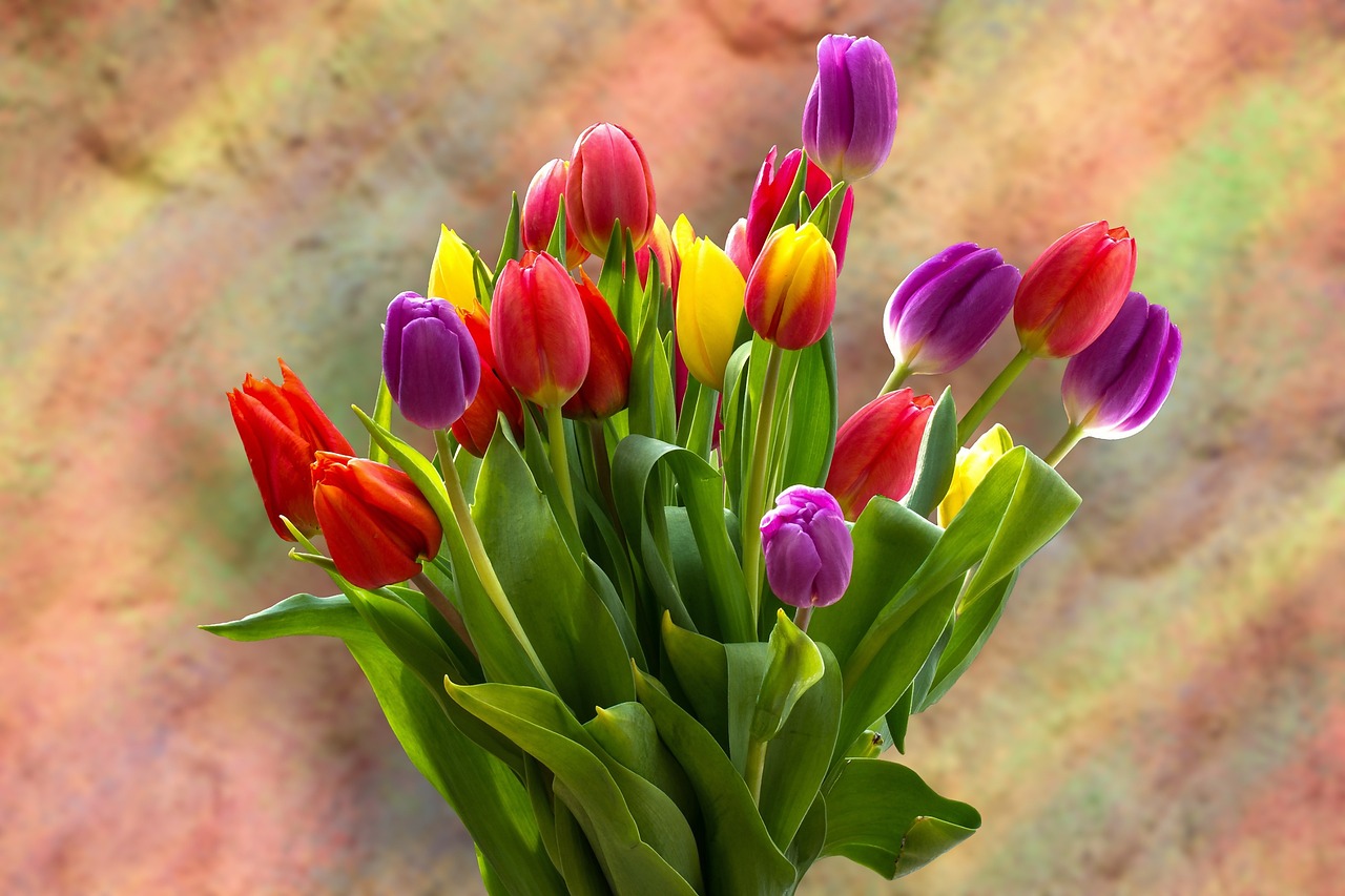 Tulips Tulip Bouquet Bunch Of