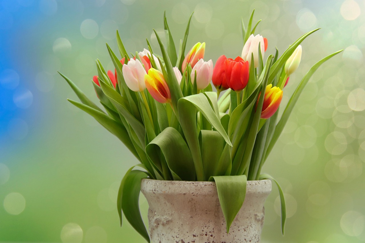 Tulips Tulip Bouquet