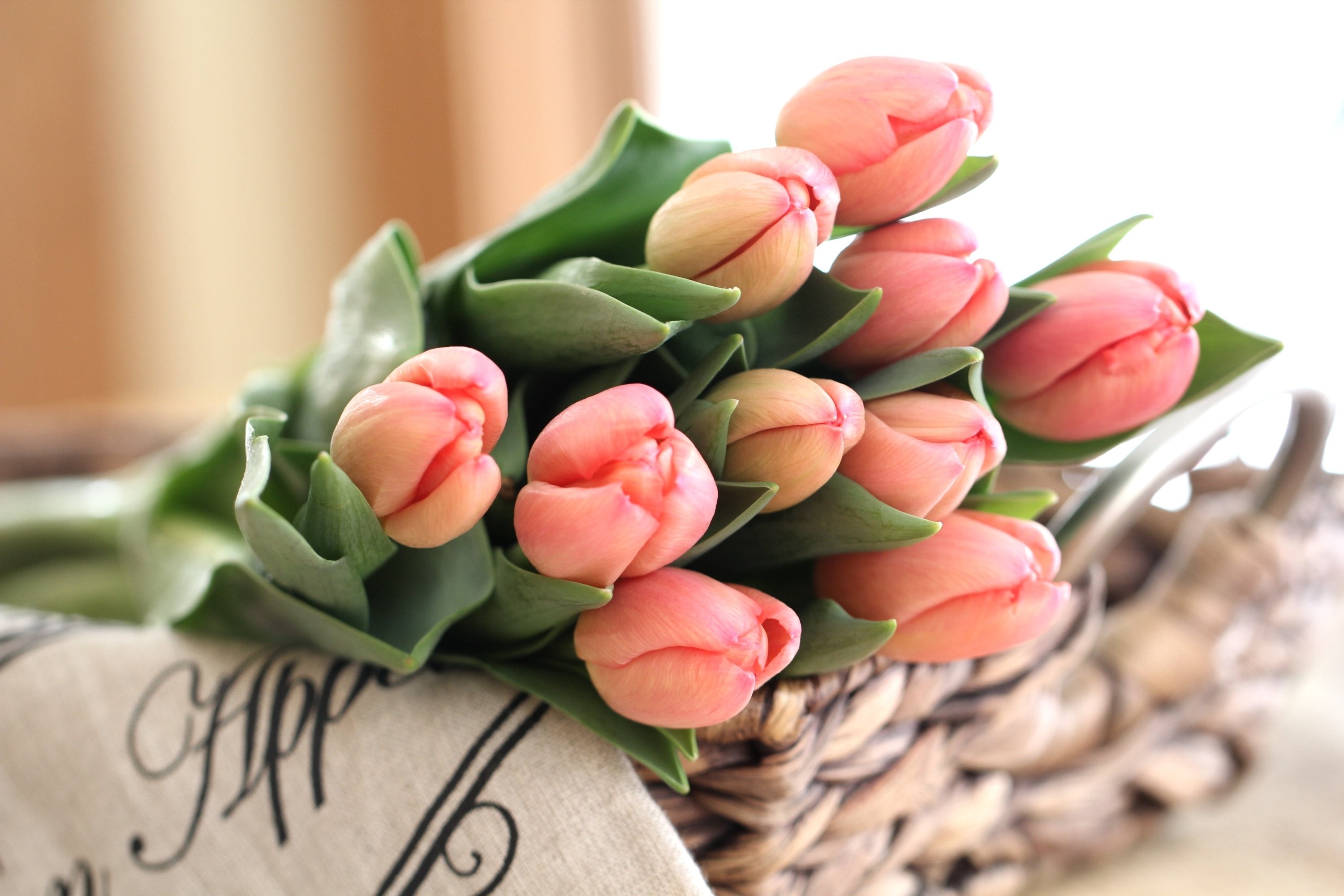 tulips, Buds, Bouquet Wallpaper HD / Desktop and Mobile Background