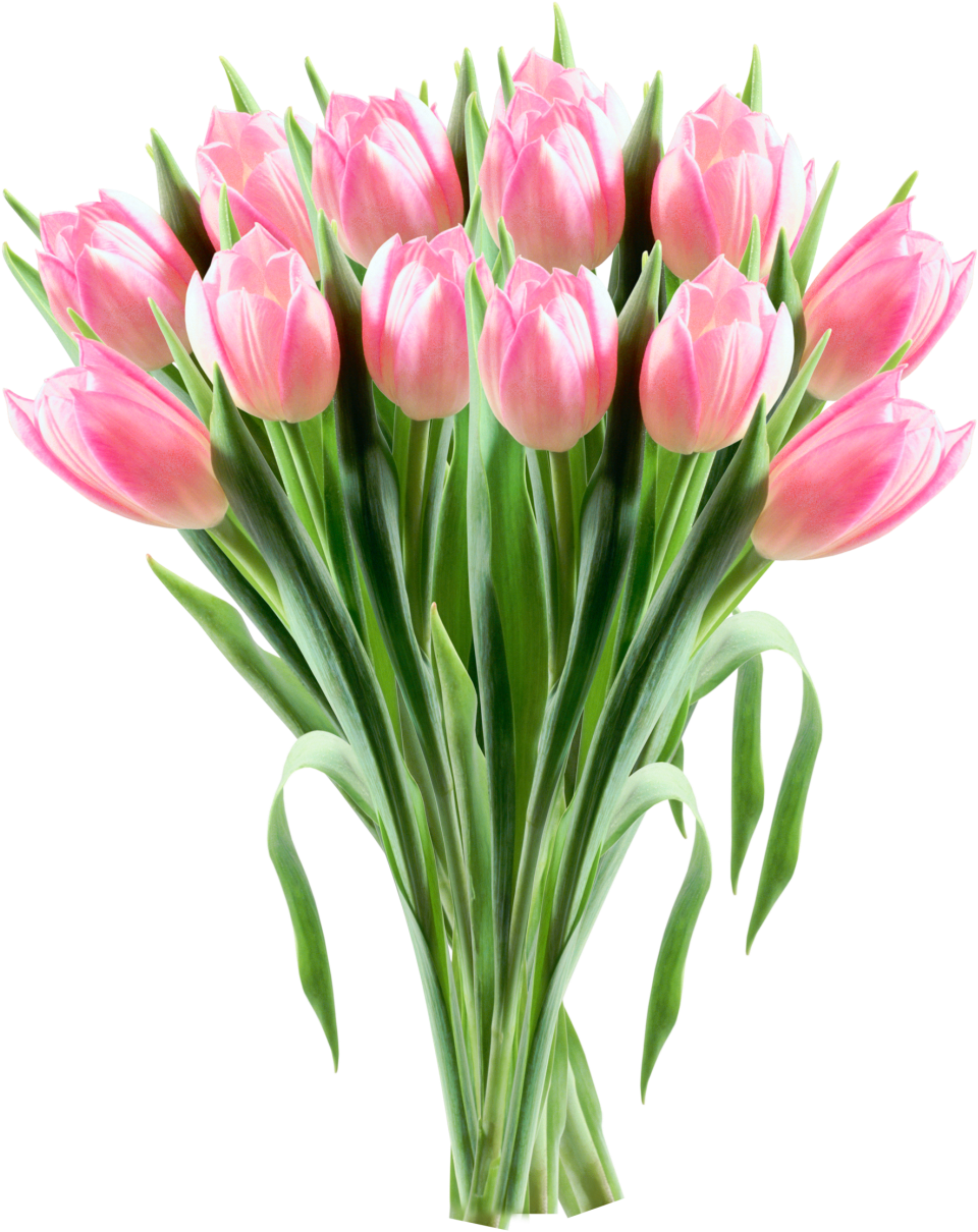 Download Pink Tulip Bouquet Transparent Background