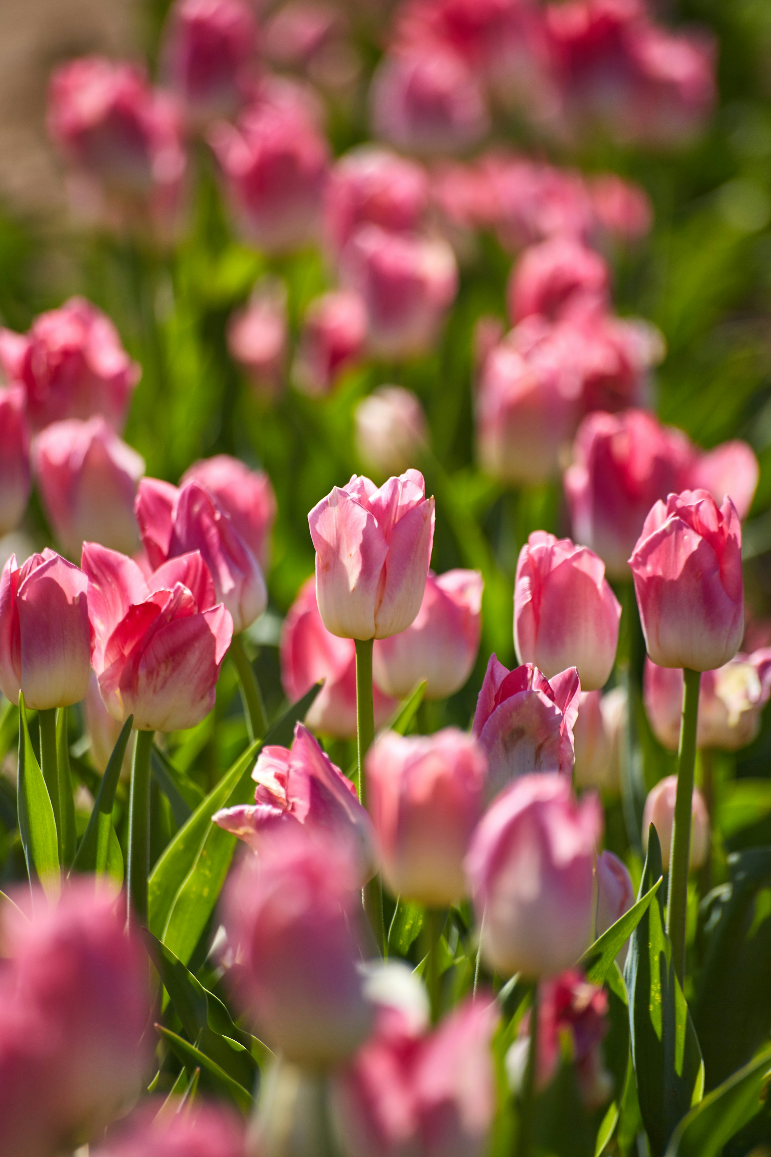 Pink Tulip Picture. Download Free Image