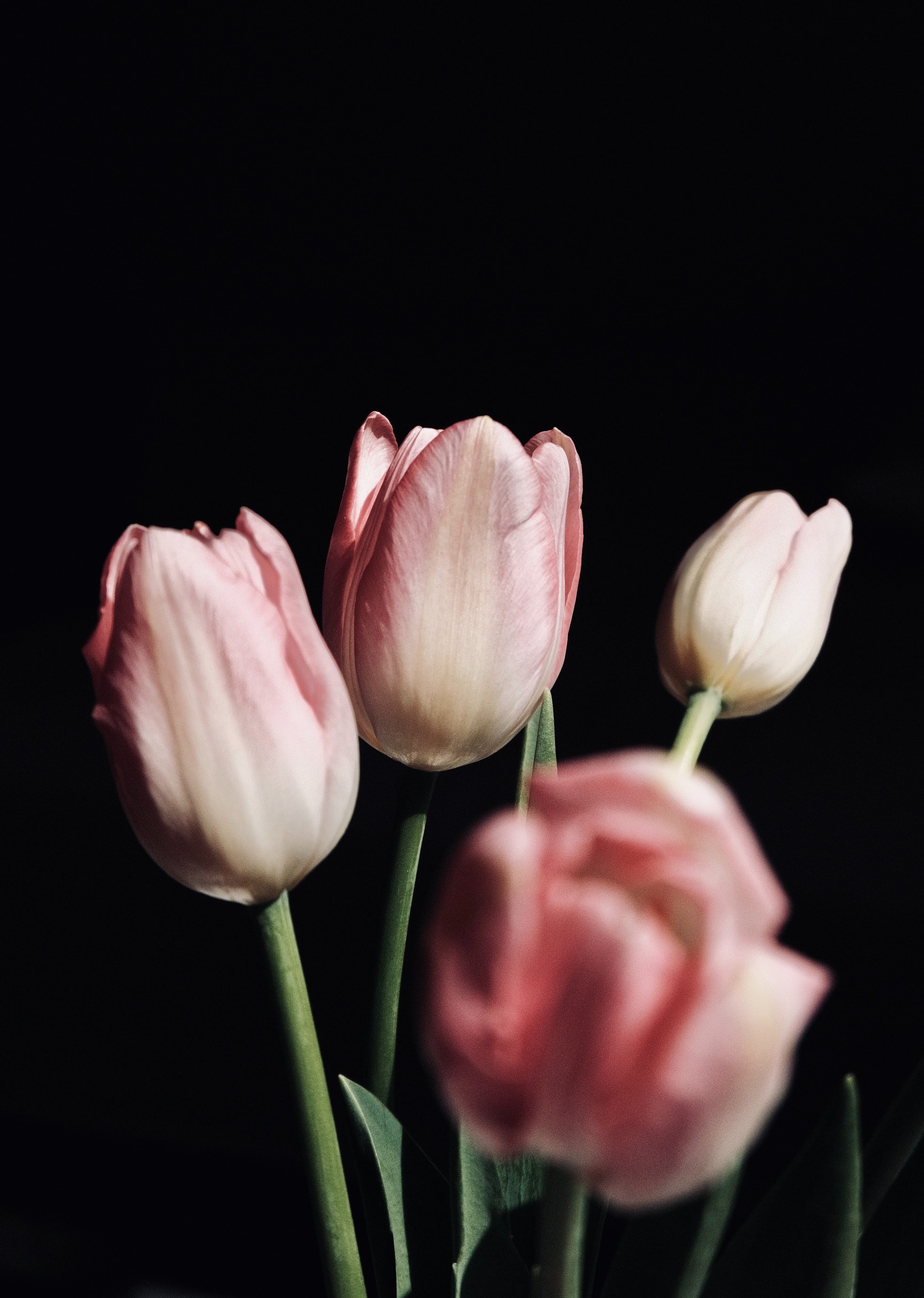 Download wallpaper 2832x3978 tulips, flowers, bouquet, pink, black HD background