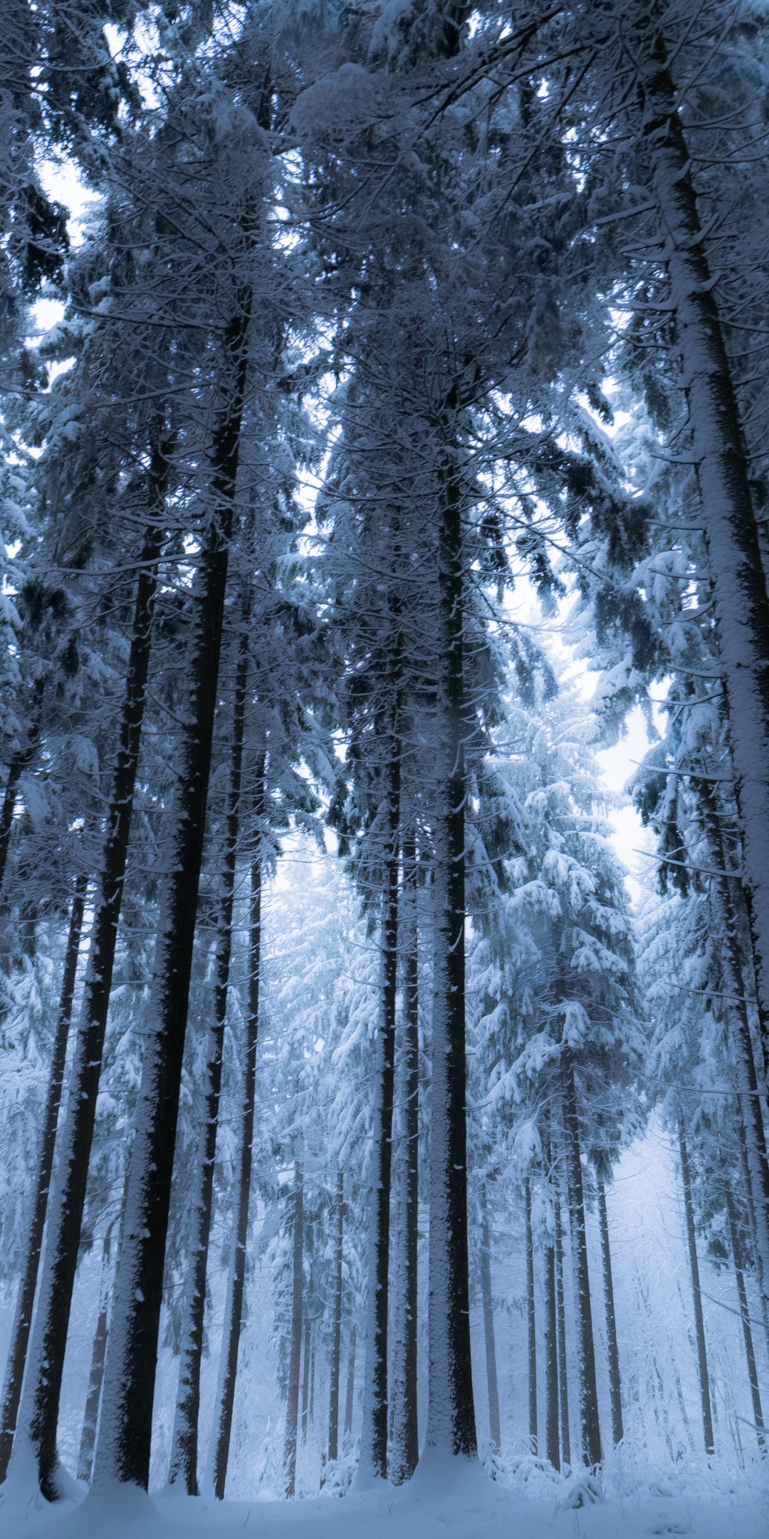 Winter forest Wallpaper 4K, Cold night, Snow covered