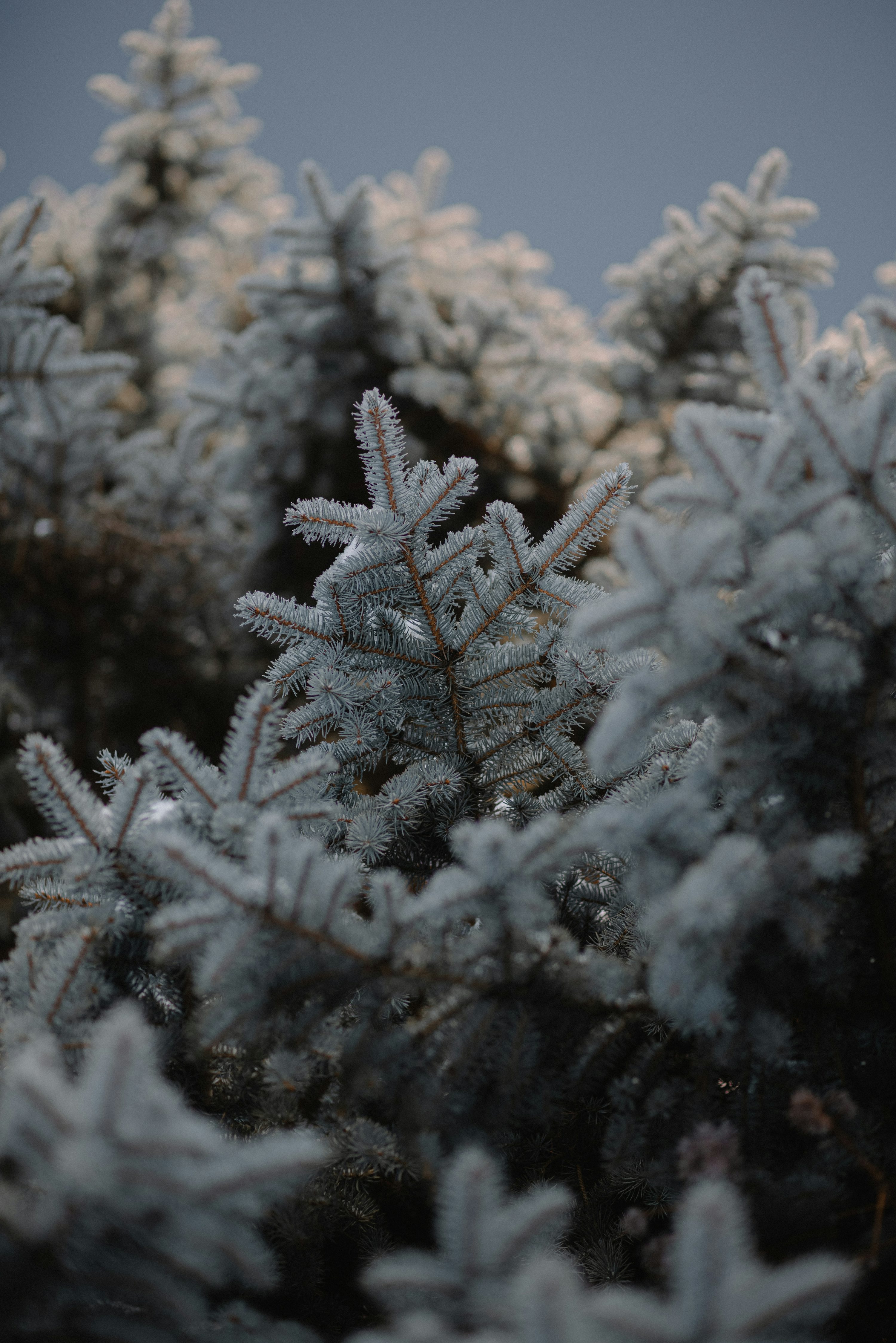 Winter Aesthetic Picture. Download Free Image