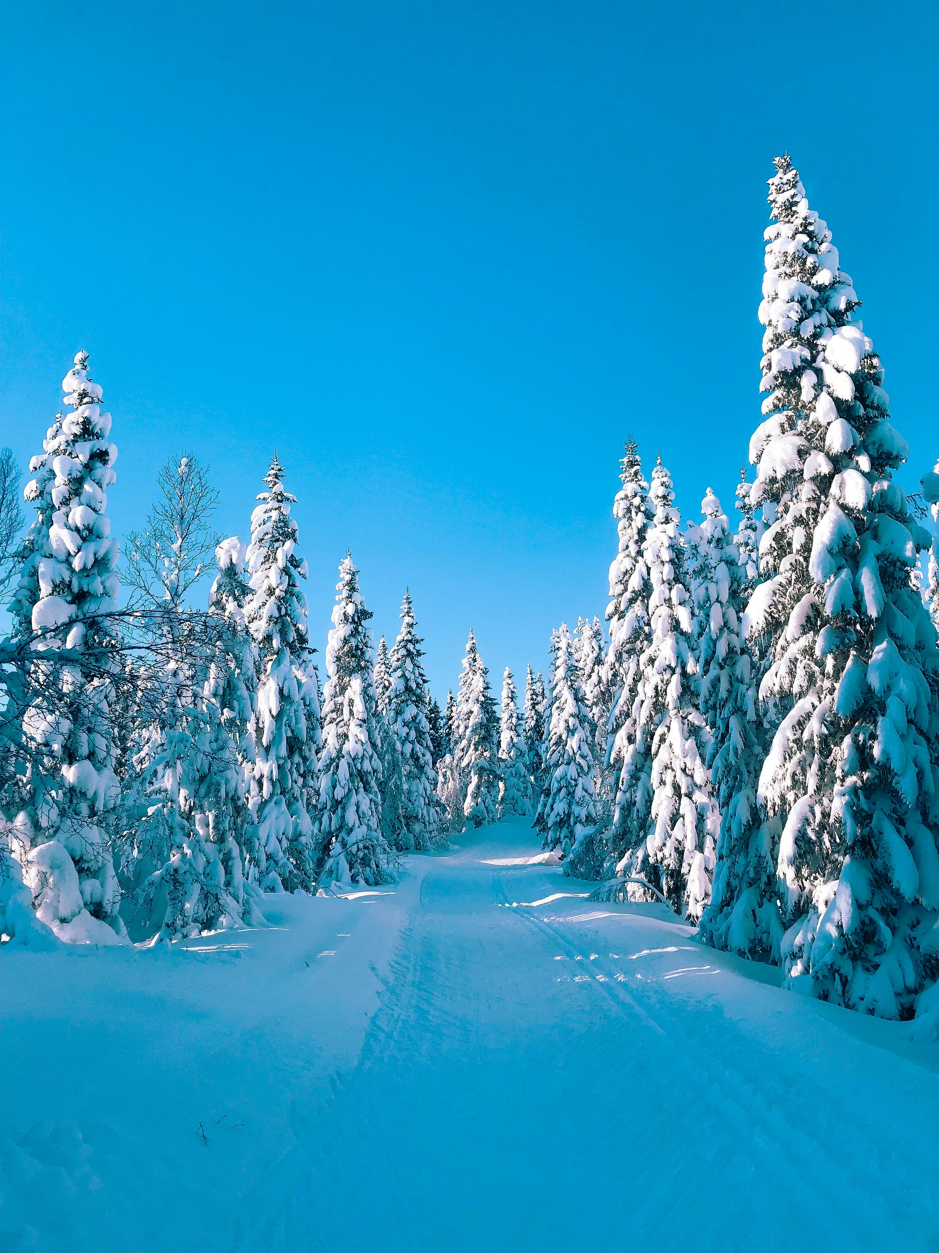Trees Covered By Snow · Free