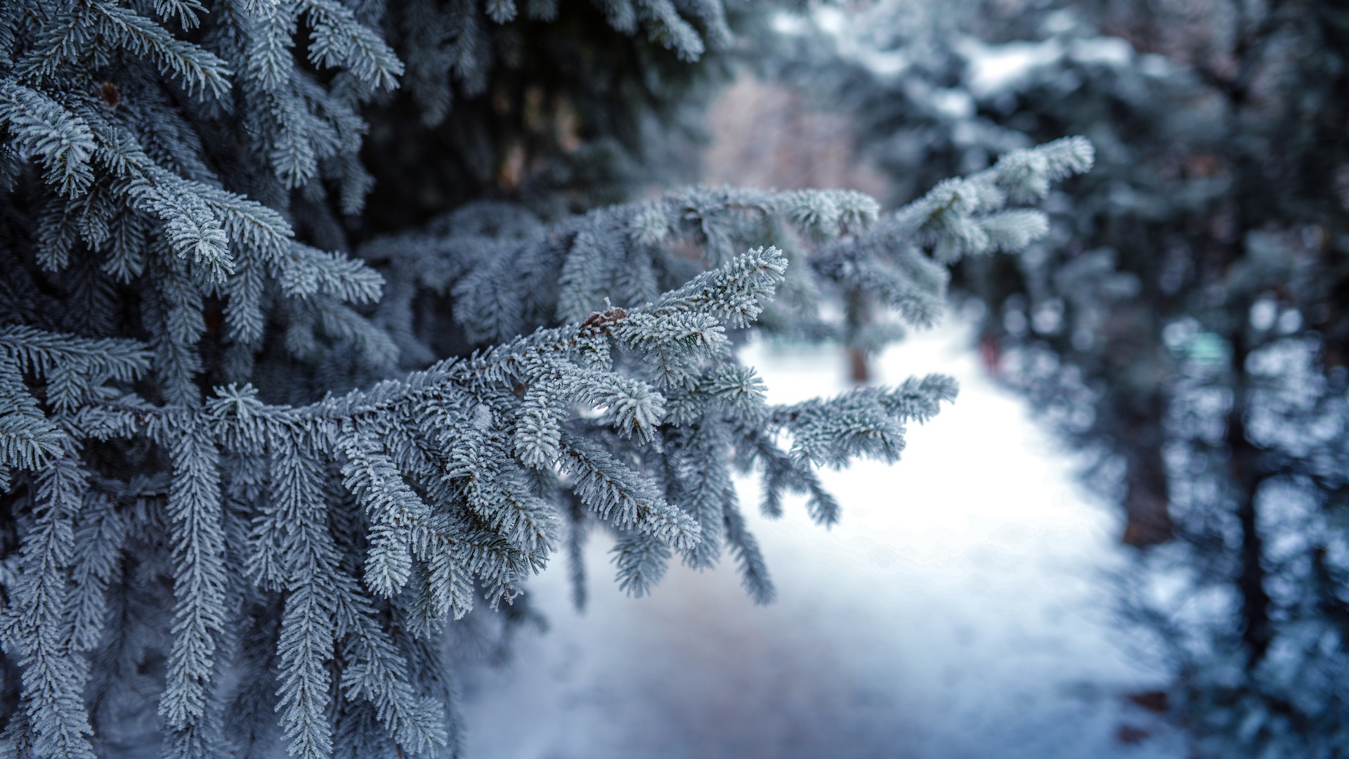 Wallpaper snow, branches, tree, the evening, snow, evening, Christmas tree for mobile and desktop, section природа, resolution 1920x1080