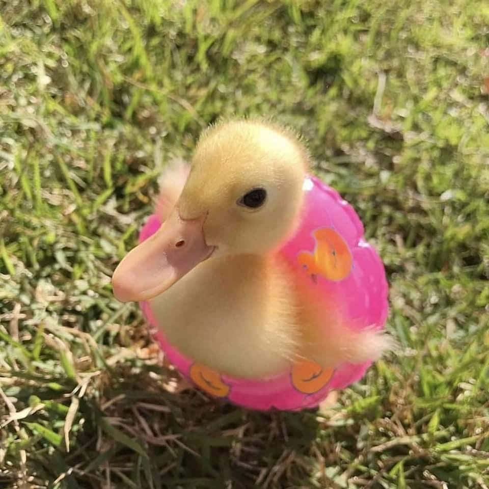 Download A Duck In A Pink Ring On The Grass
