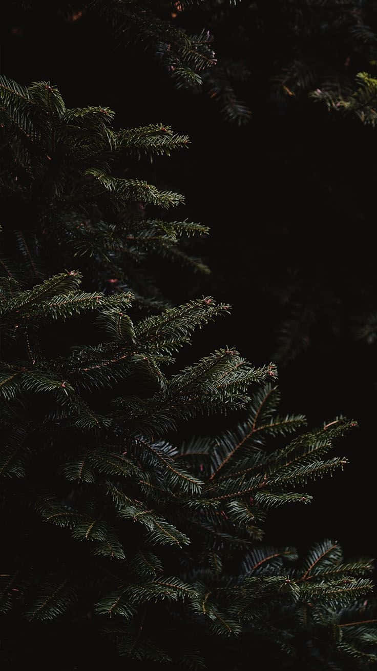Dark Christmas Wallpaper