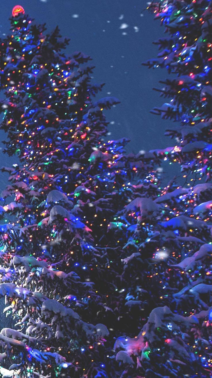 Download Caption: Twinkling Lights on Outdoor Christmas Trees Wallpaper