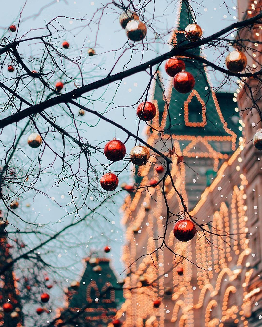 Download Aesthetic Christmas Outdoor Tree Wallpaper