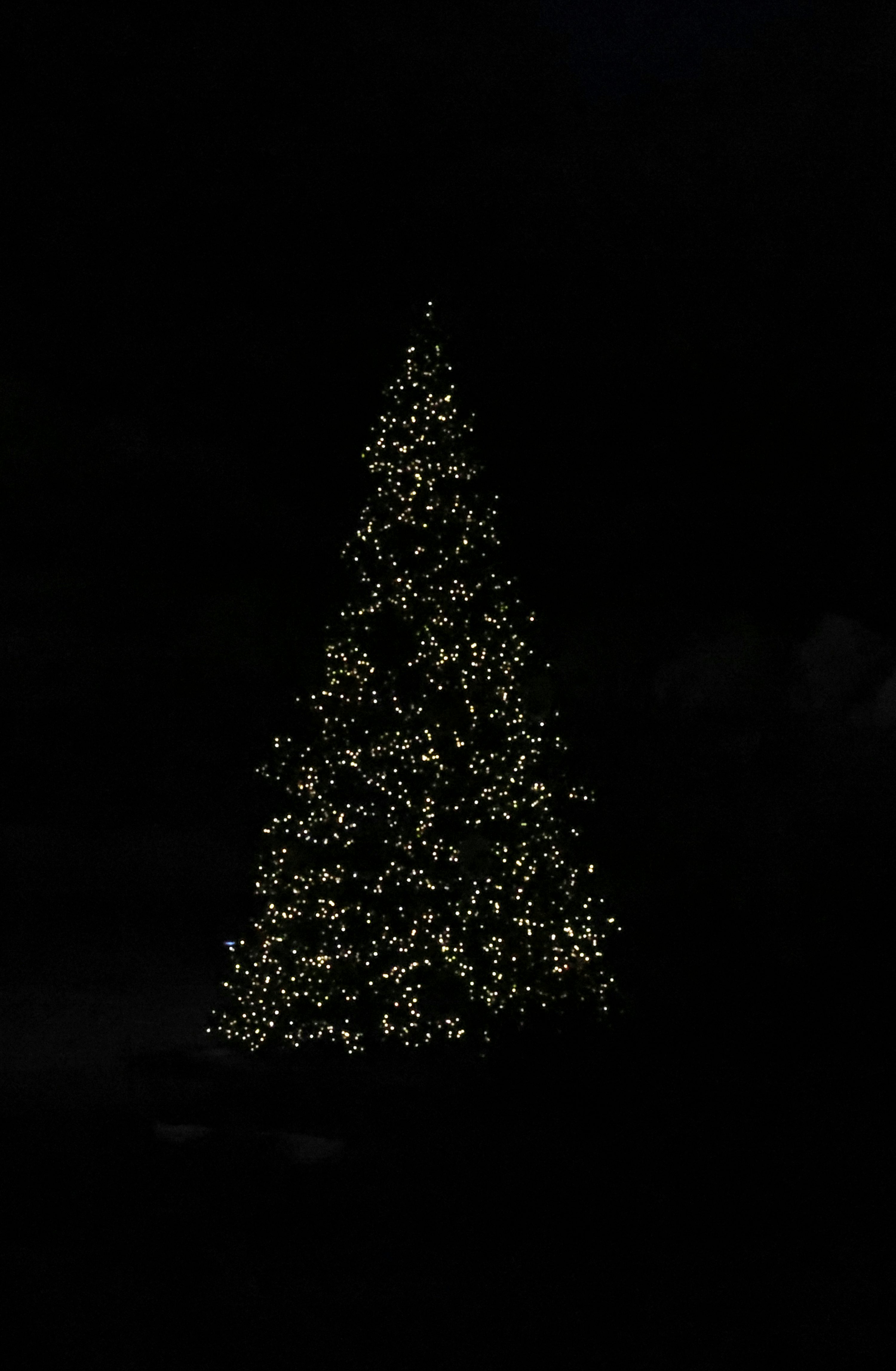 A large christmas tree at night photo
