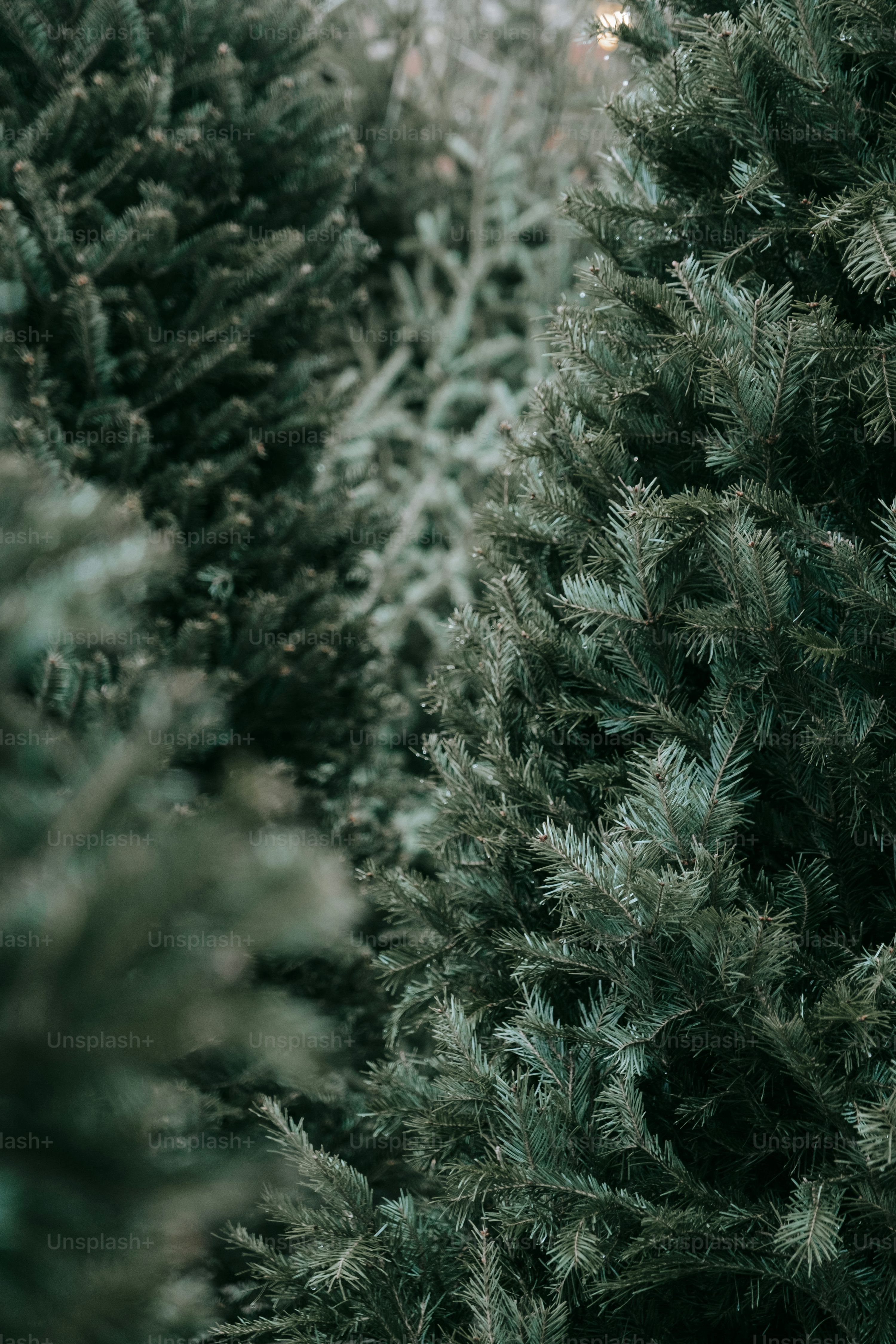 Christmas Tree Picture [4K]. Download Free Image