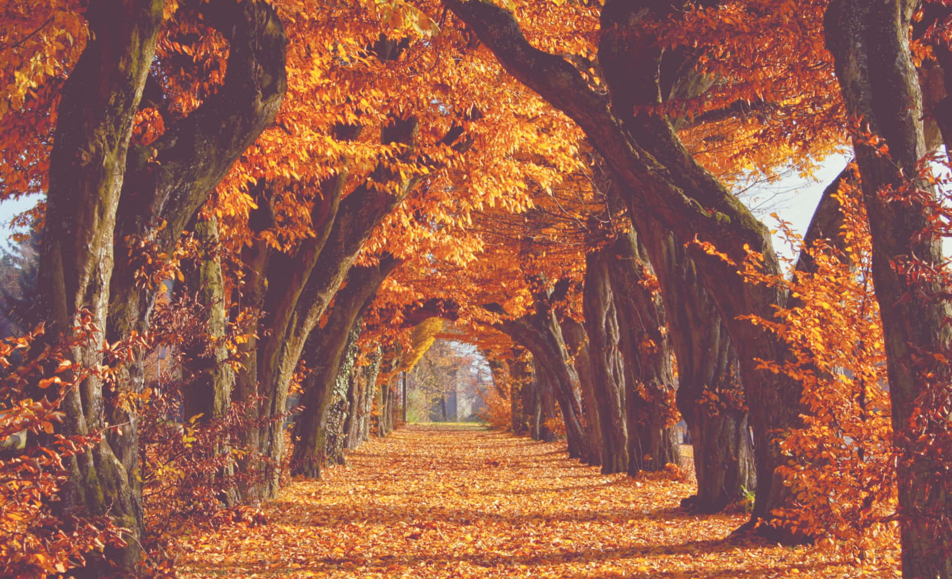 Autumn Paths Wall Art