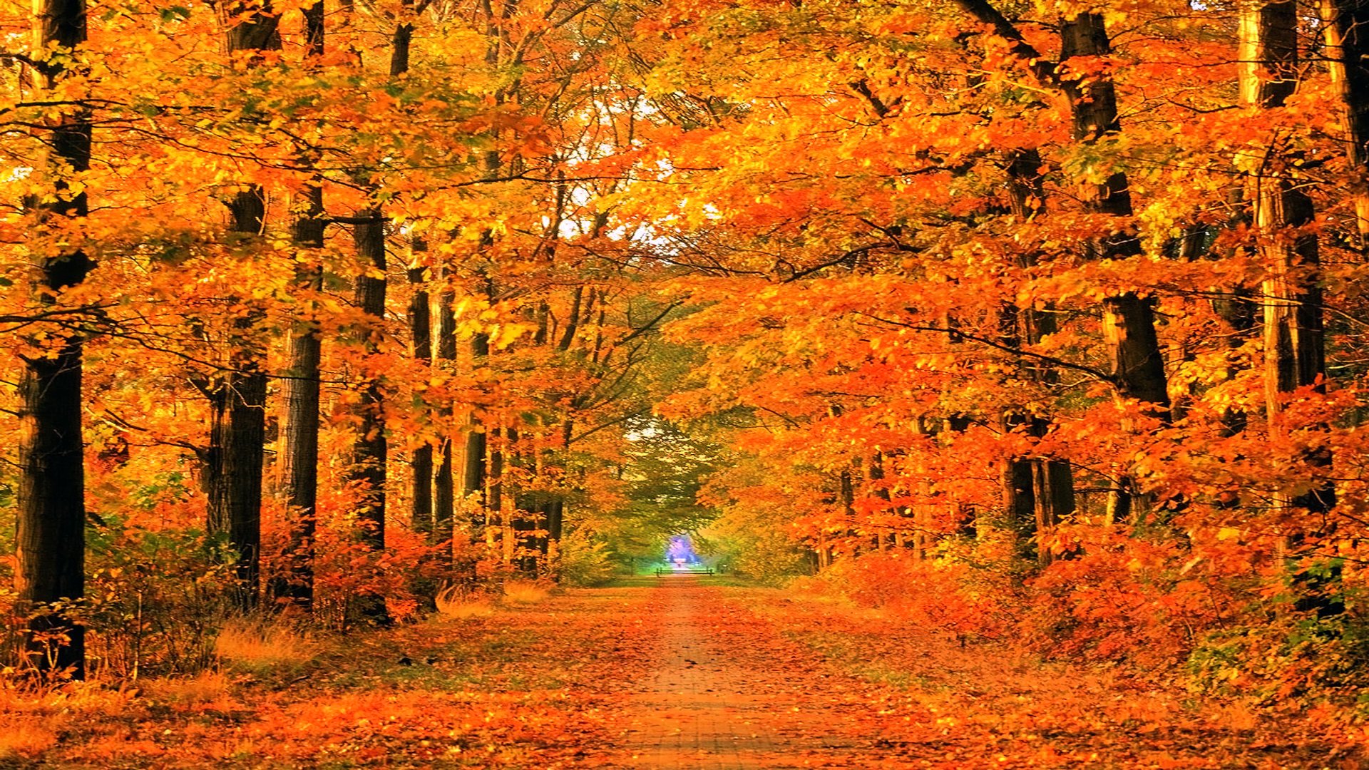 Golden Autumn Pathway: A Vibrant Orange Fall Escape