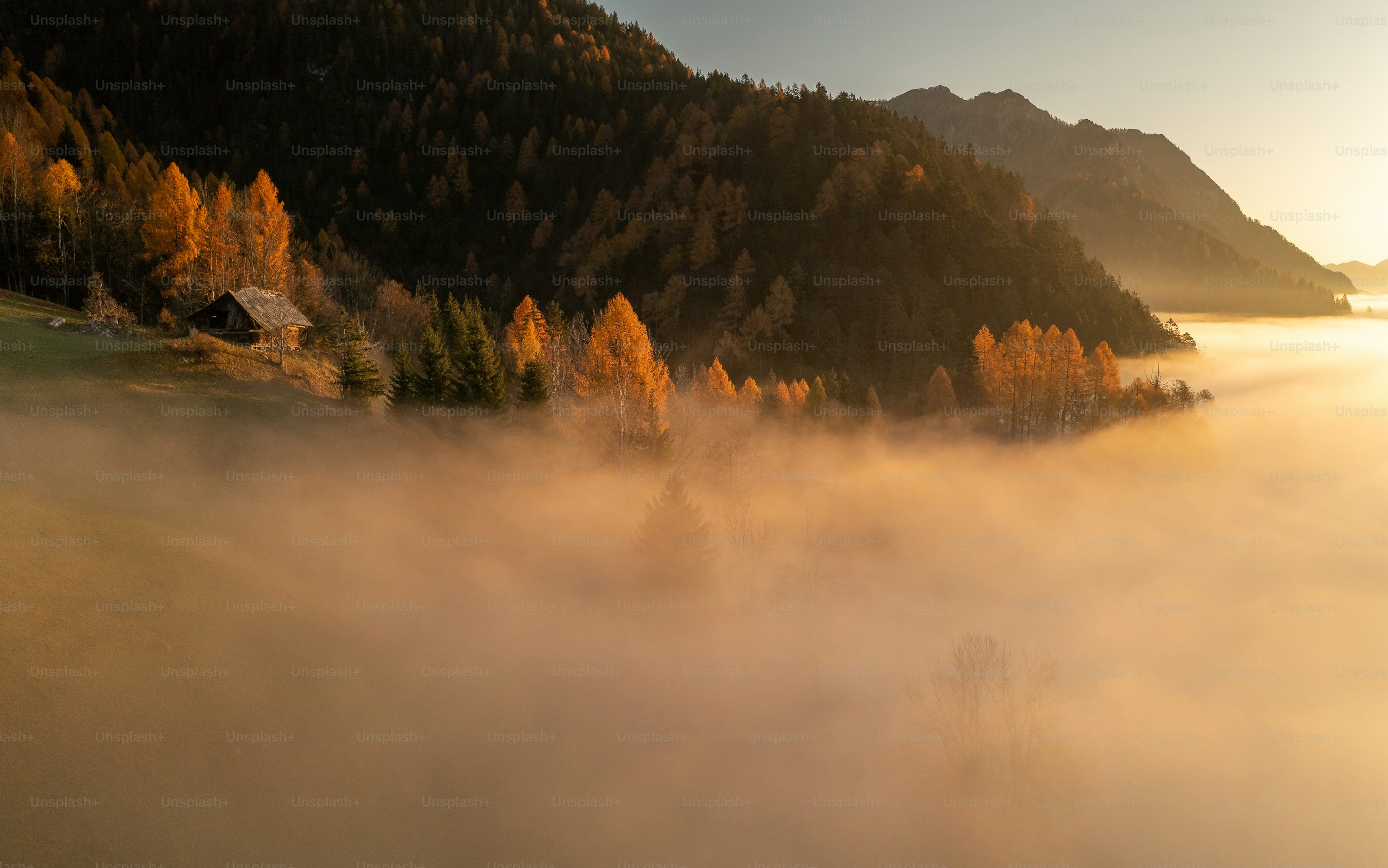 A foggy valley with trees in the foreground photo