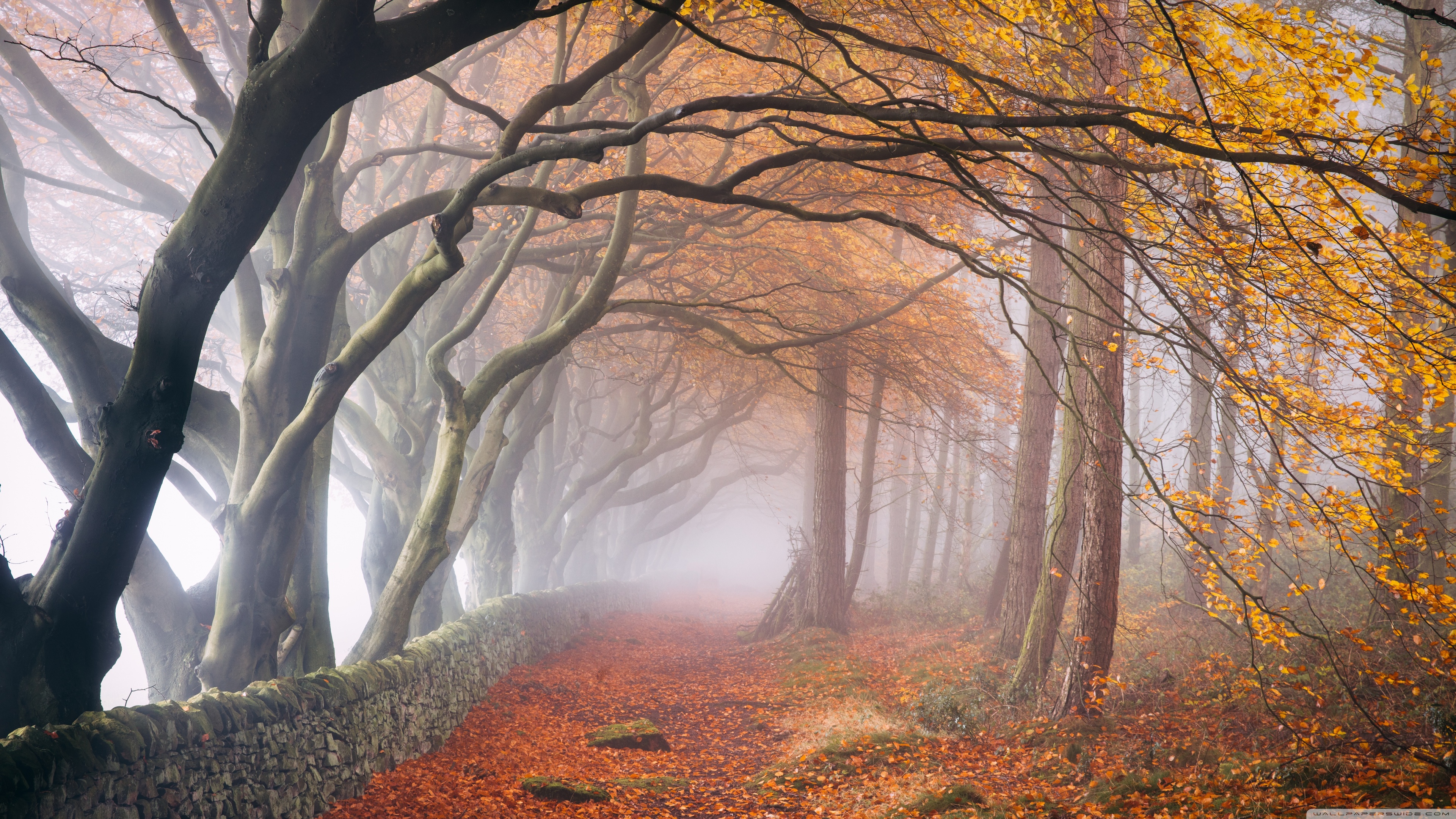 Autumn Foggy Day 4K UHD Wallpaper for UltraHD Desktop and TV, Widescreen and UltraWide Display, Smartphone and Tablet Devices