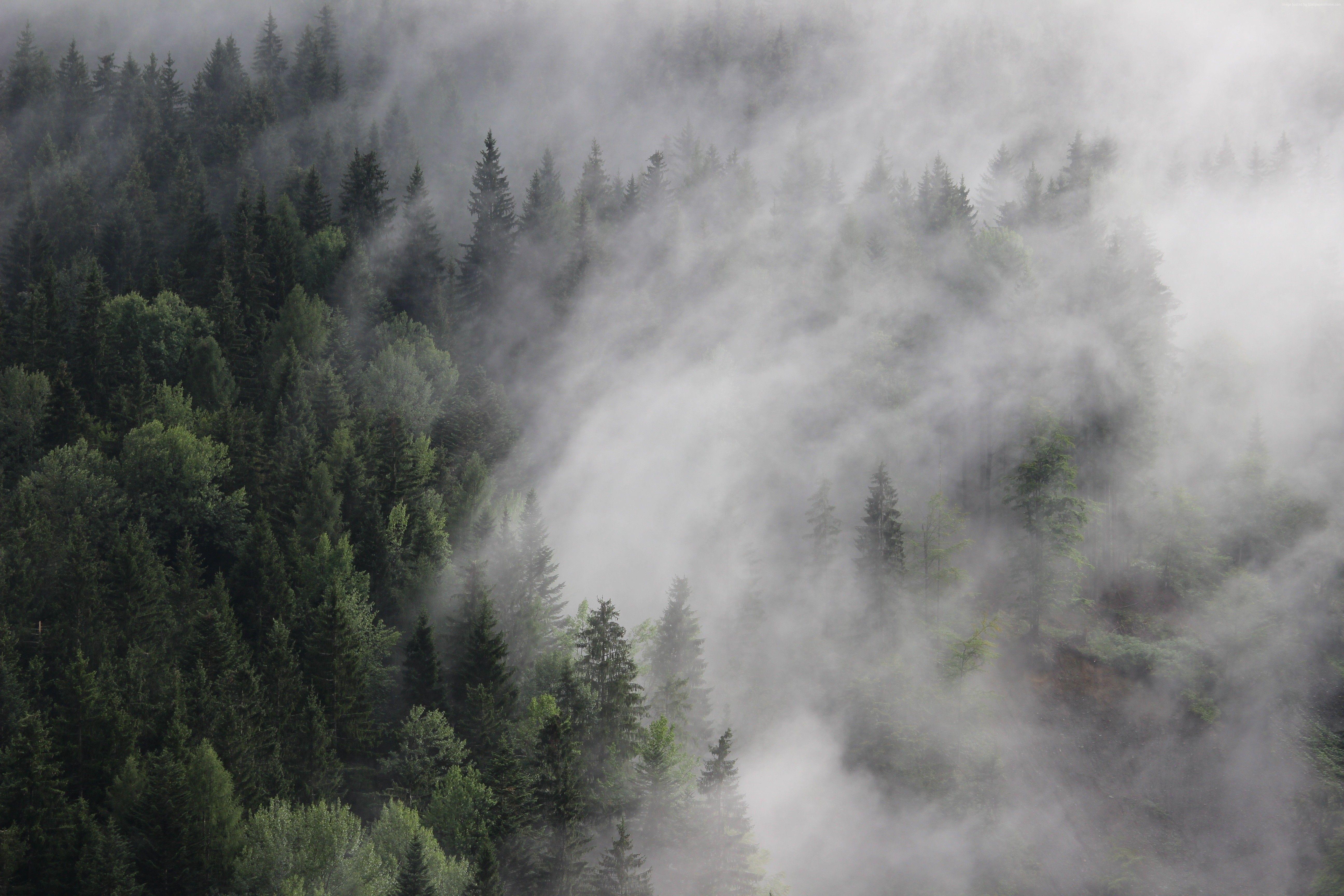 Foggy Autumn Forest Near The Lake Plakat