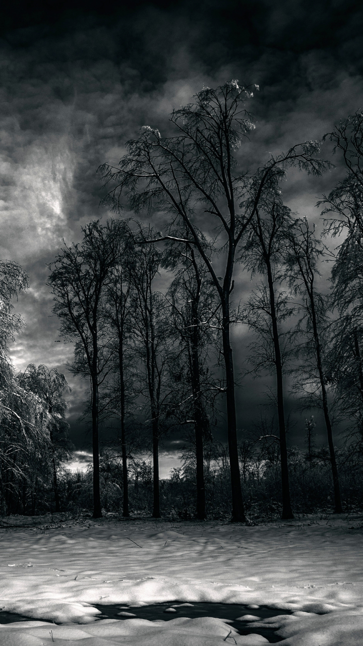 Phone wallpaper: Snow, Earth, Winter, Black & White, Tree, Night, Cloud, Sky 1258056