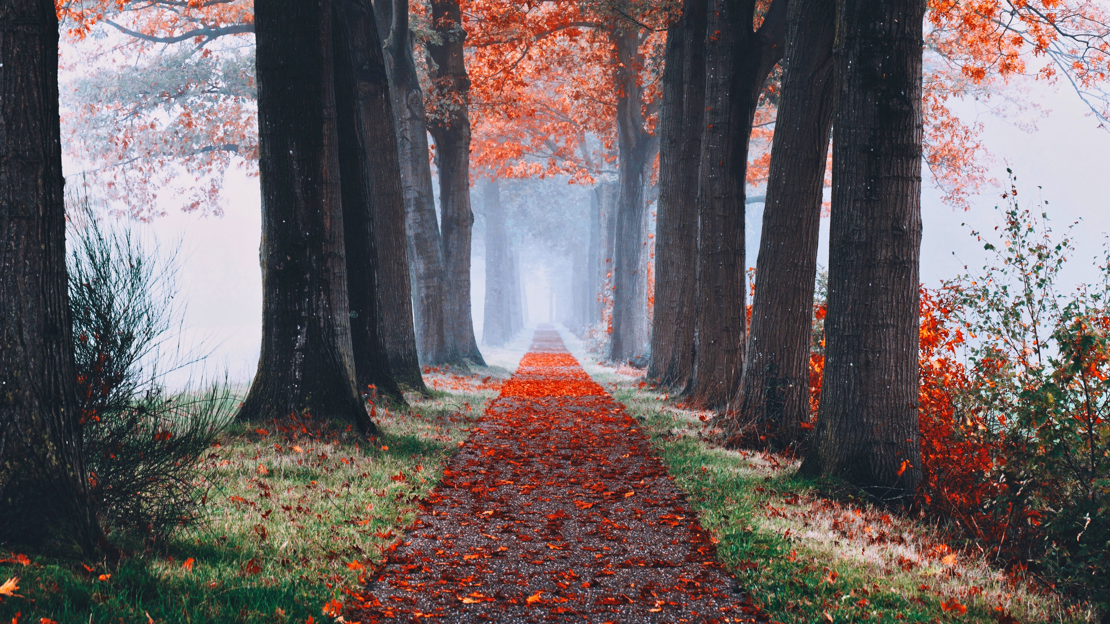 Autumn Foggy Forest 5K Wallpaper