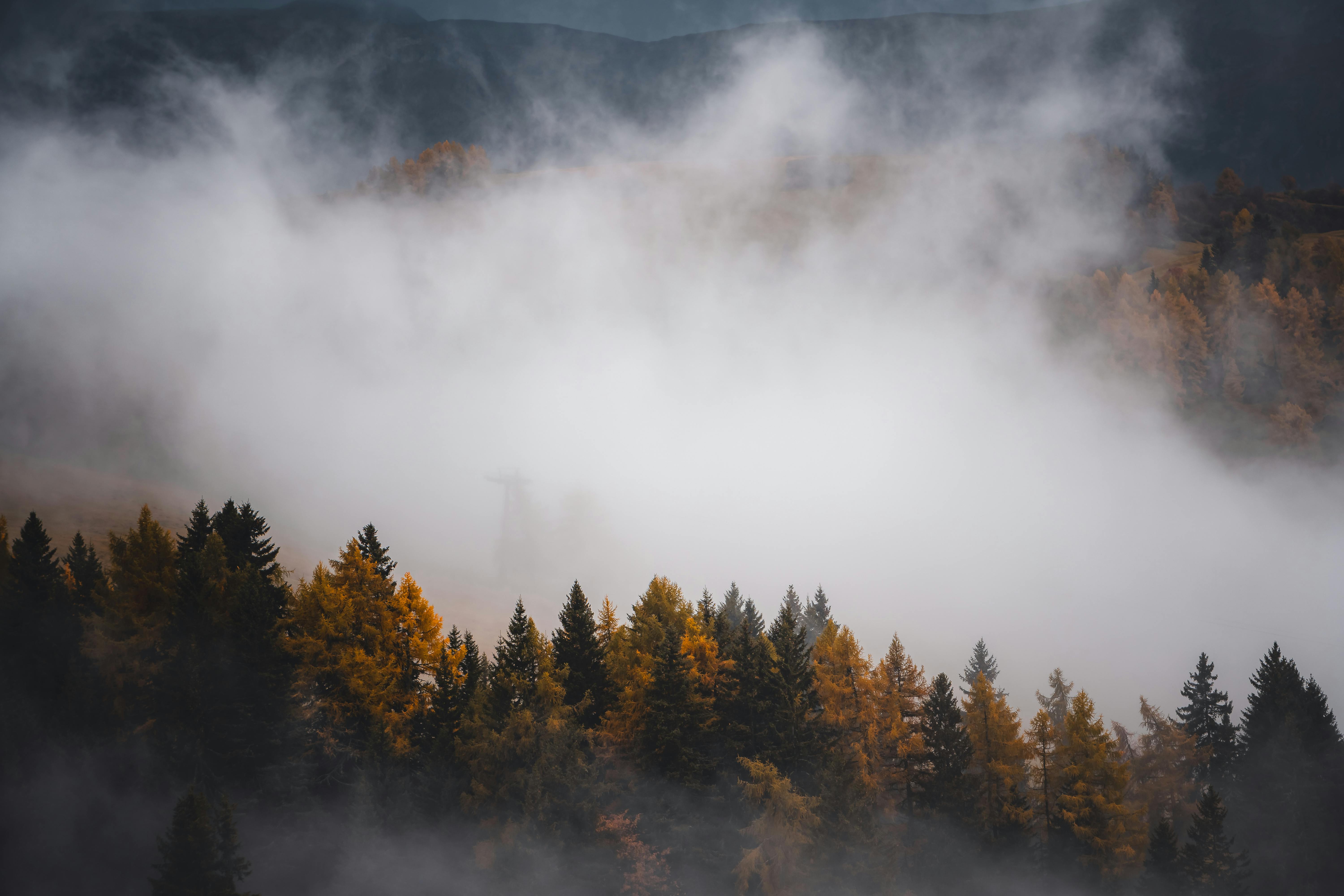 Fog over dark autumn forest · Free