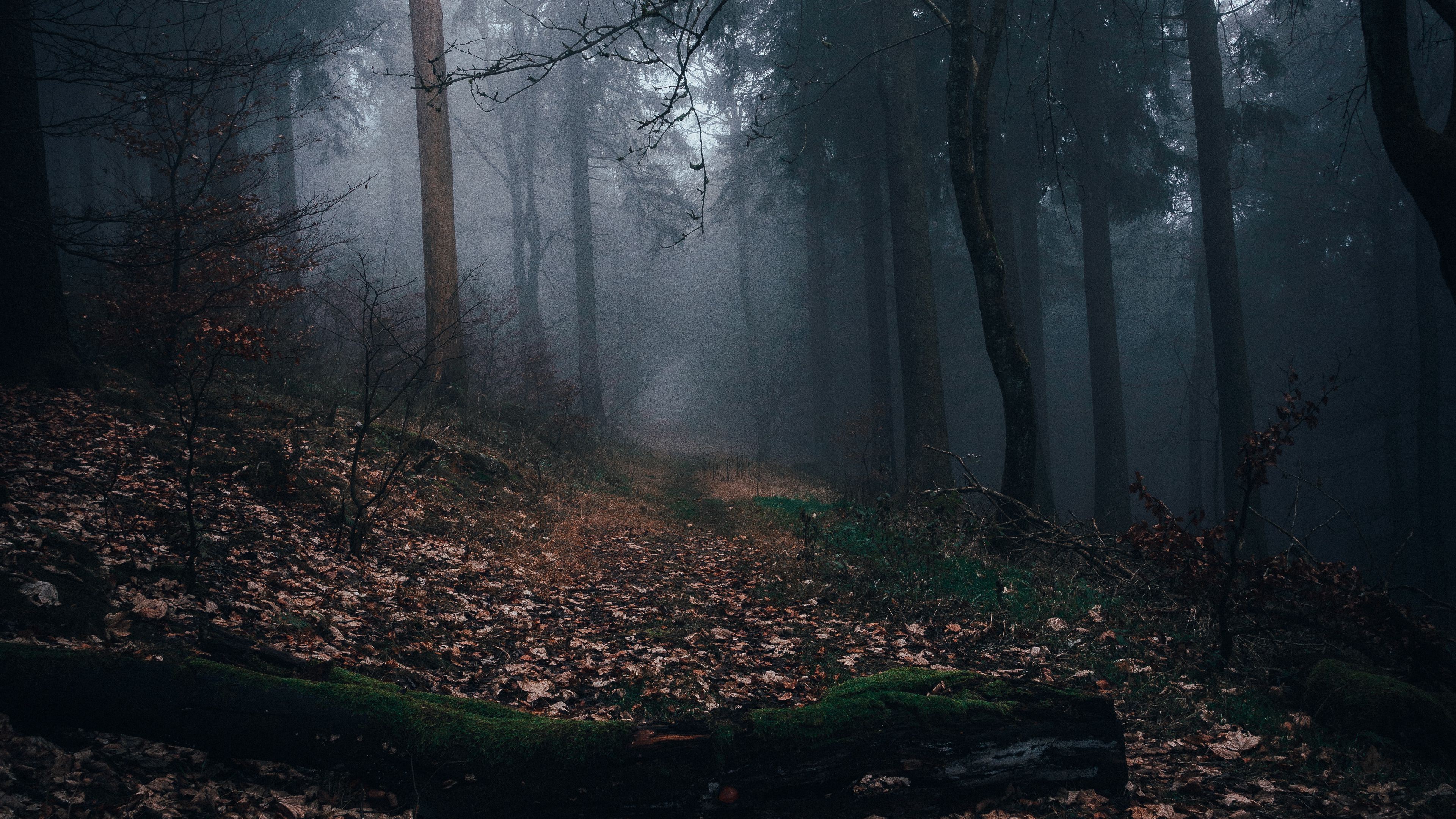 Download wallpaper 3840x2160 forest, fog, path, autumn, nature 4k uhd 16:9 HD background