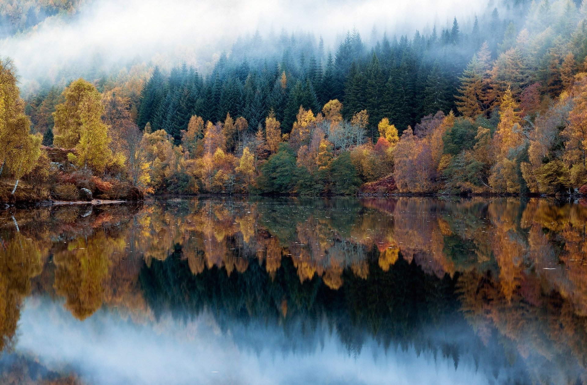 Foggy Forest Reflections: Autumn's Misty Embrace. HD Nature Wallpaper
