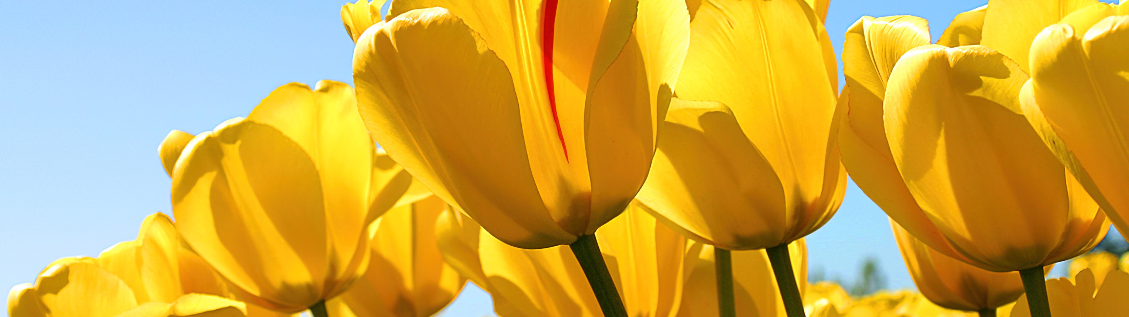 Yellow tulips Wallpaper 4K, Windows 7, Stock, Yellow flowers