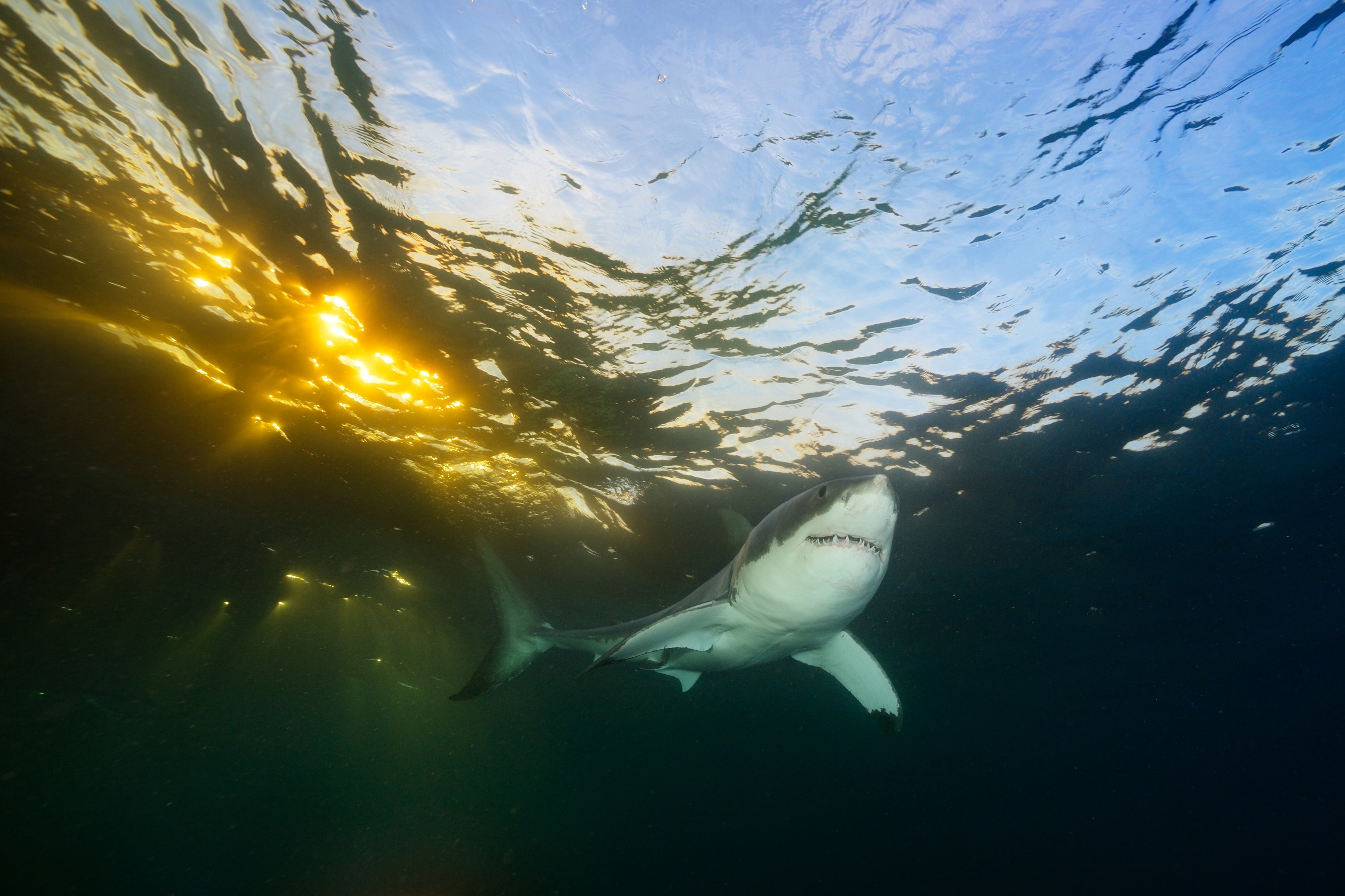 Why great white sharks are still a mystery to us