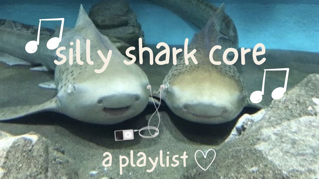 silly shark core