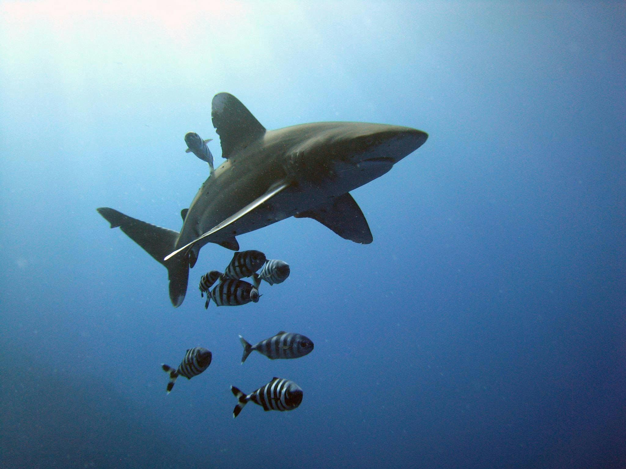 What We Fund. Shark Conservation Fund
