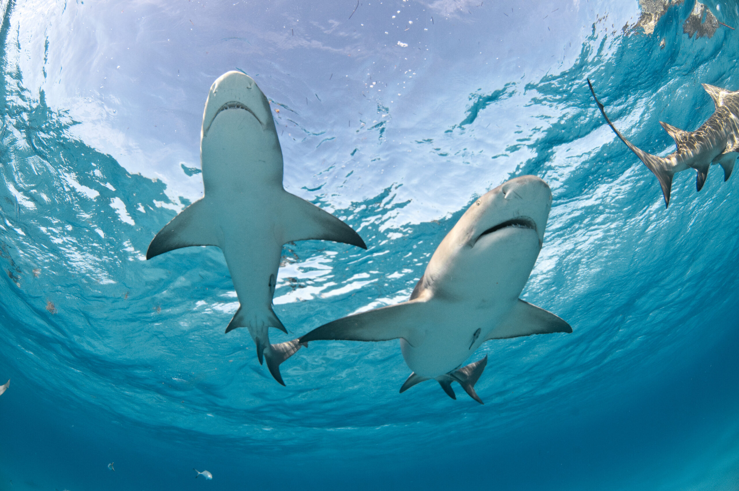 Most Common Types of Sharks in Hawaii Travel Guide