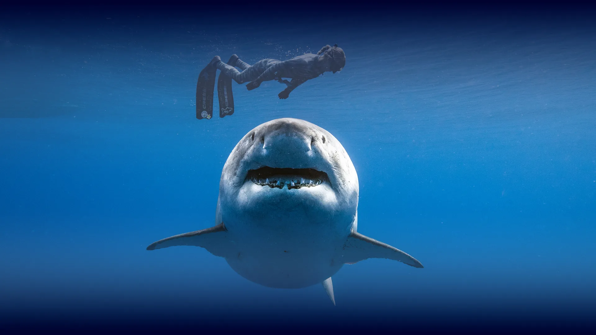 Meet Ocean Ramsey. The Shark Whisperer