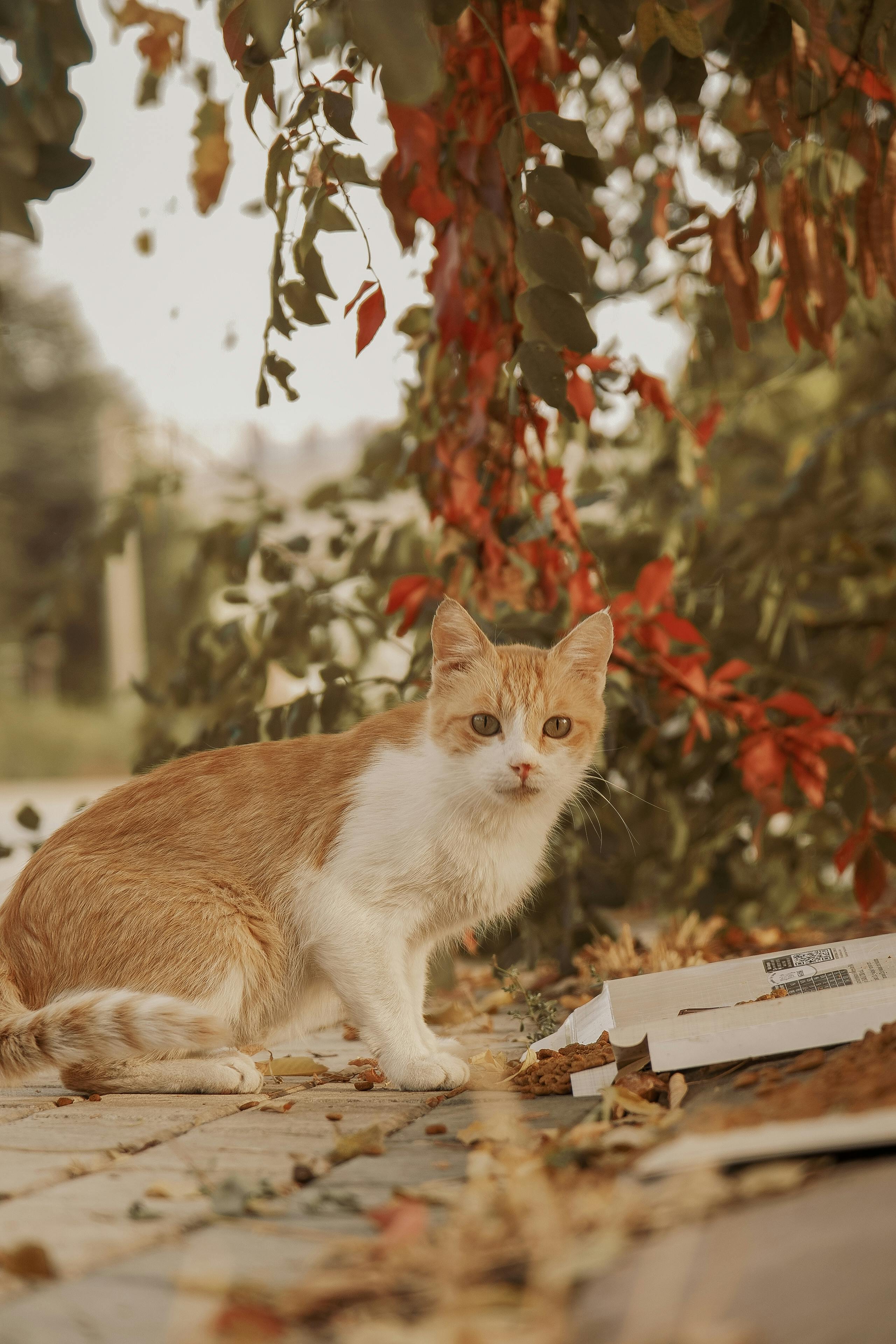 Beautiful Cat in Autumn Foliage Setting · Free
