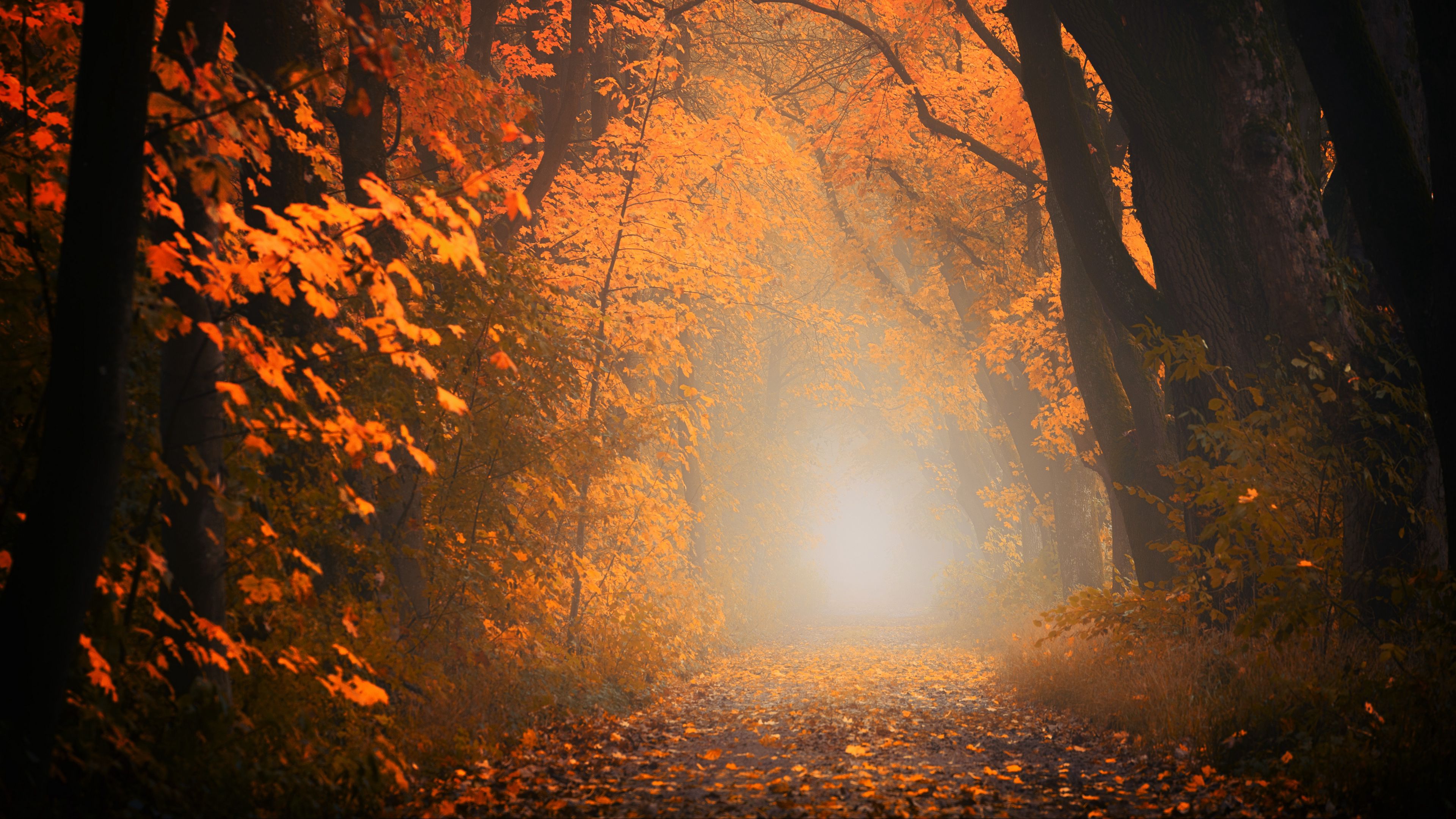 Download wallpaper 3840x2160 autumn, fog, forest, foliage, trees, path 4k uhd 16:9 HD background