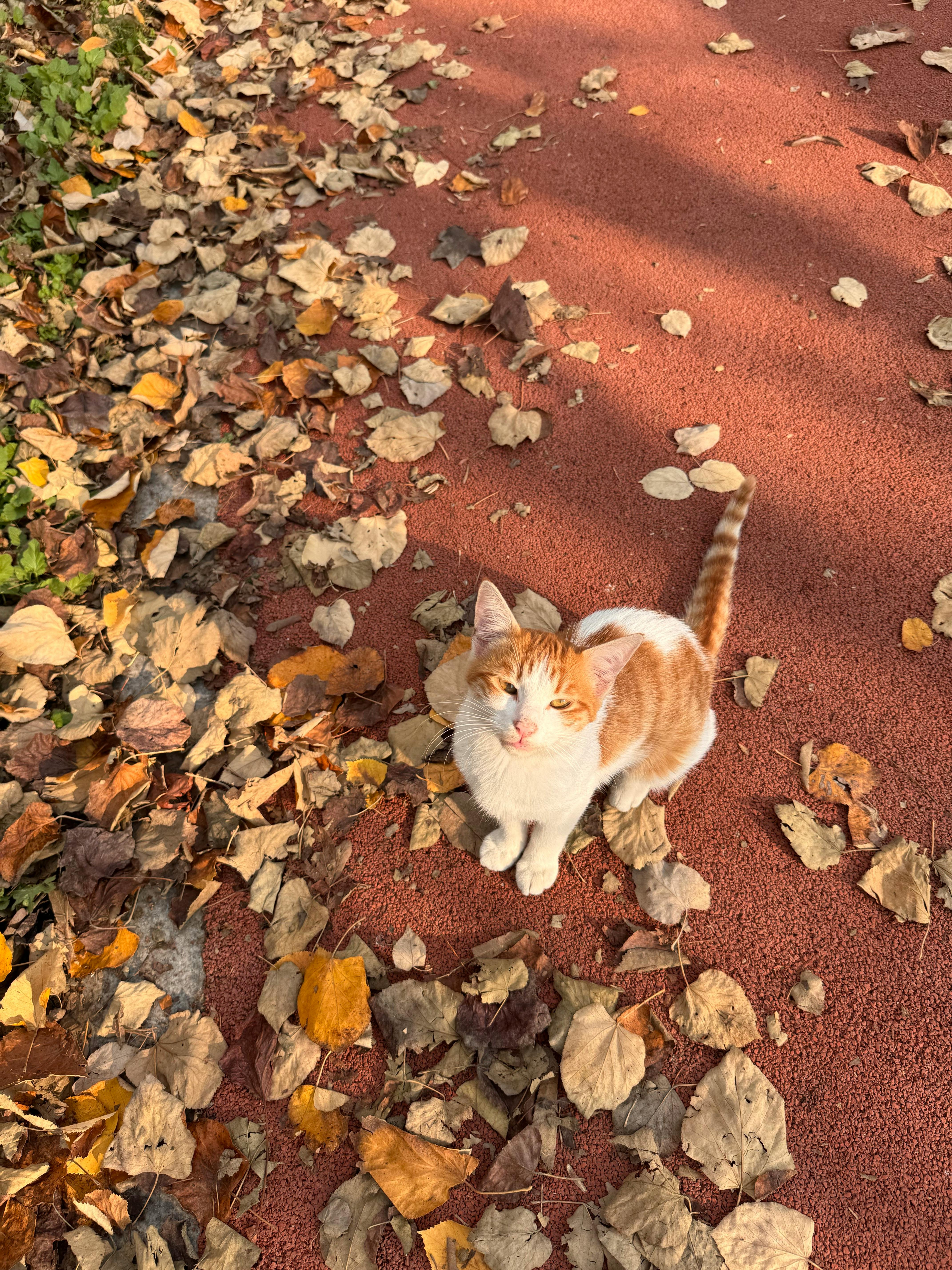 Cute Ginger Cat Amidst Autumn Leaves · Free