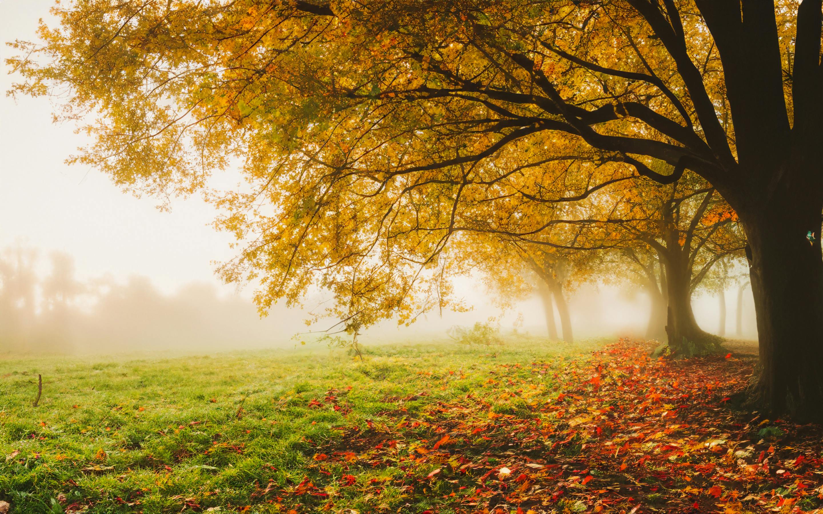 Autumn Park in Fog · Free
