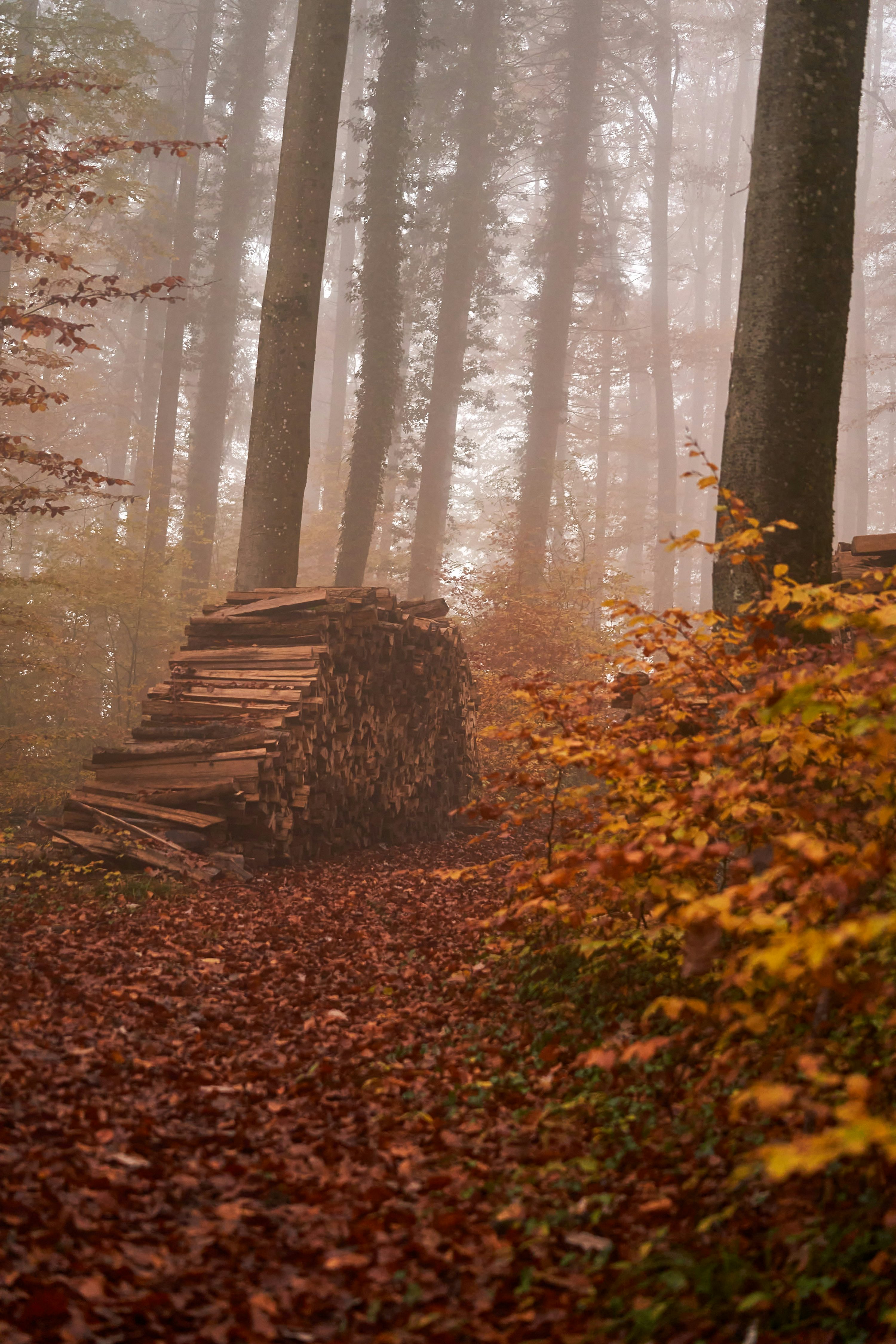 Foggy autumn forest path with a wood pile. photo