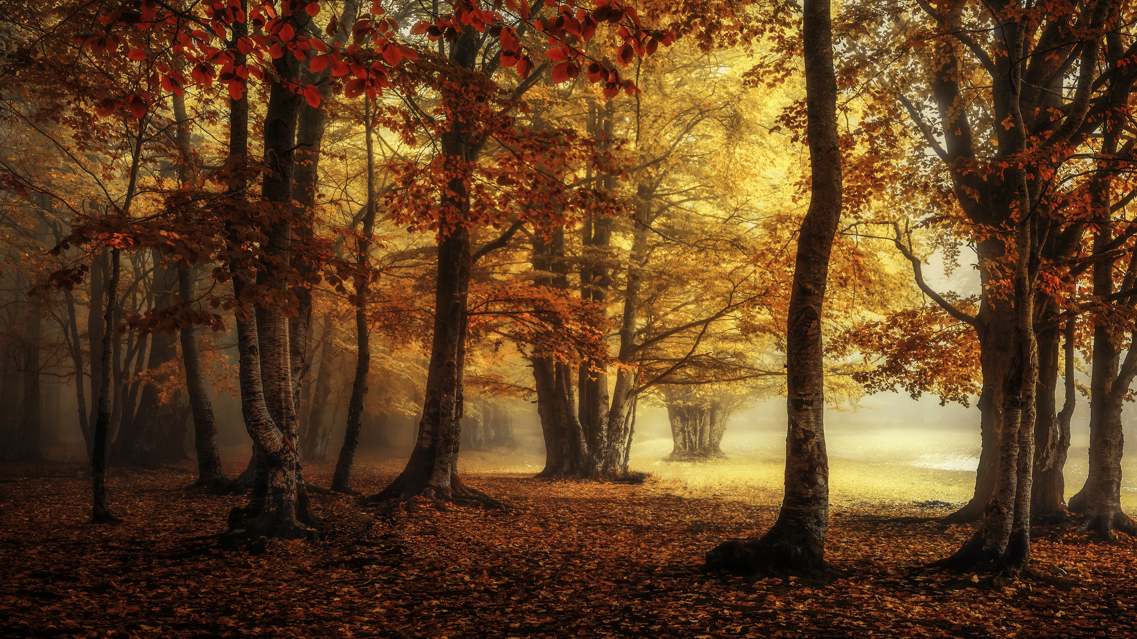 Fog Forest Surrounded By Autumn Red Trees 4K HD Nature Wallpaper