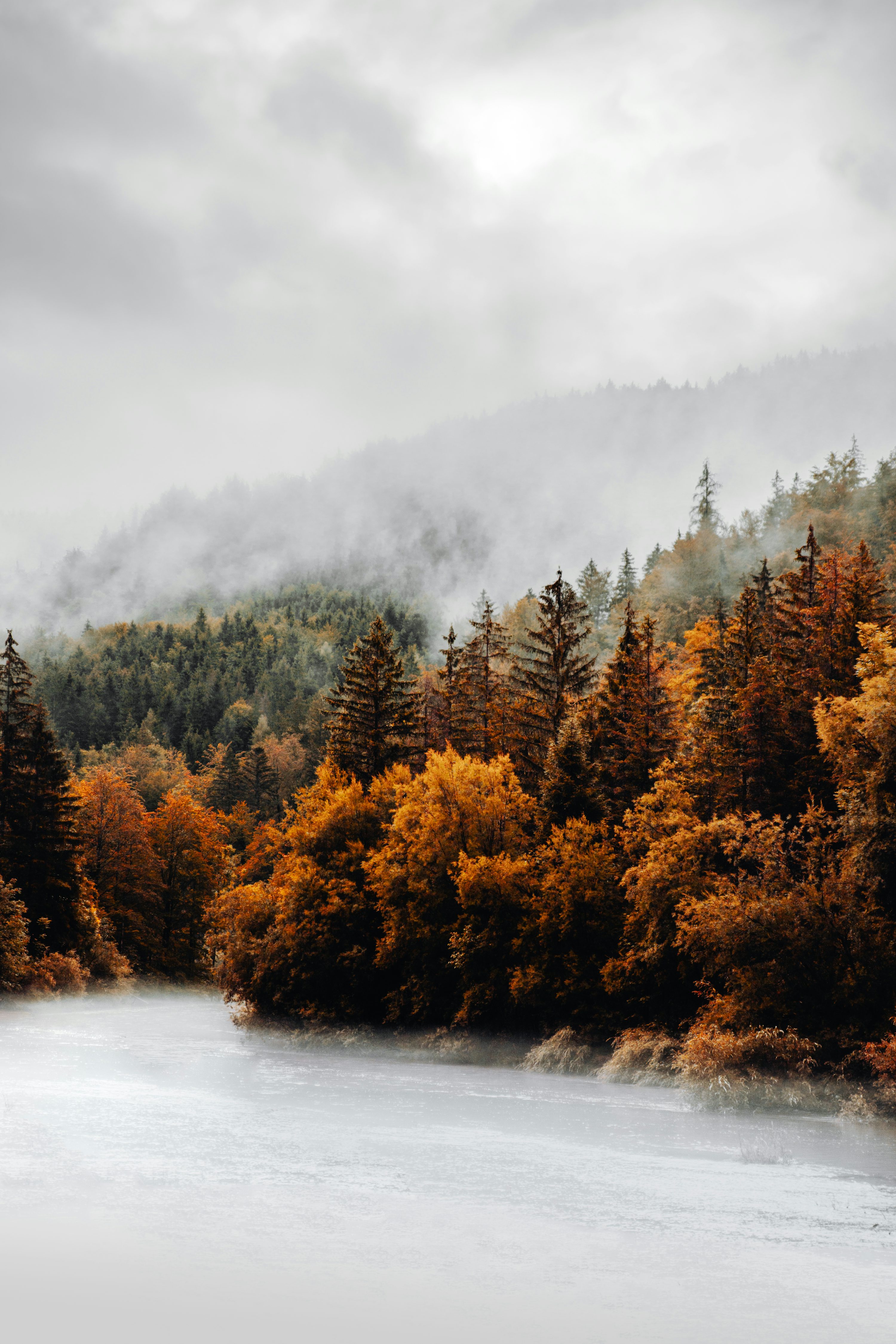 Autumn Forest Picture. Download Free Image