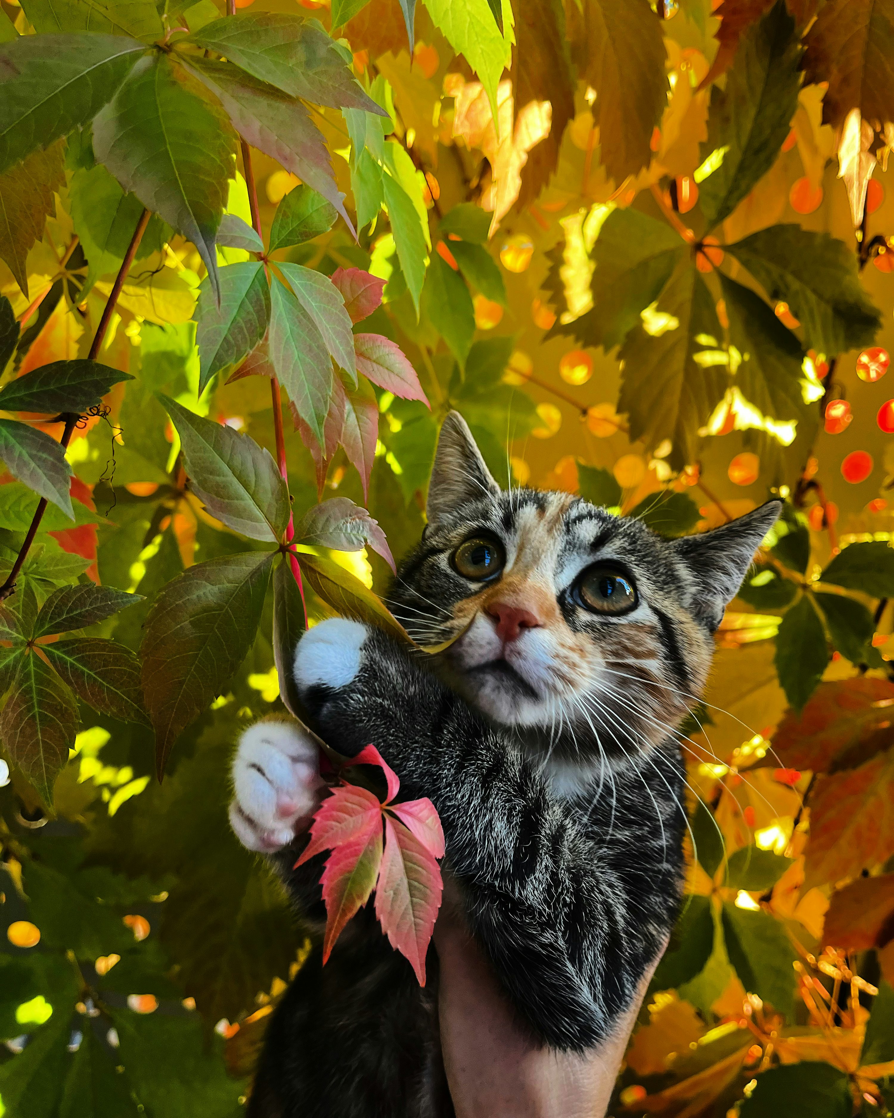 A cat that is holding onto a leaf photo