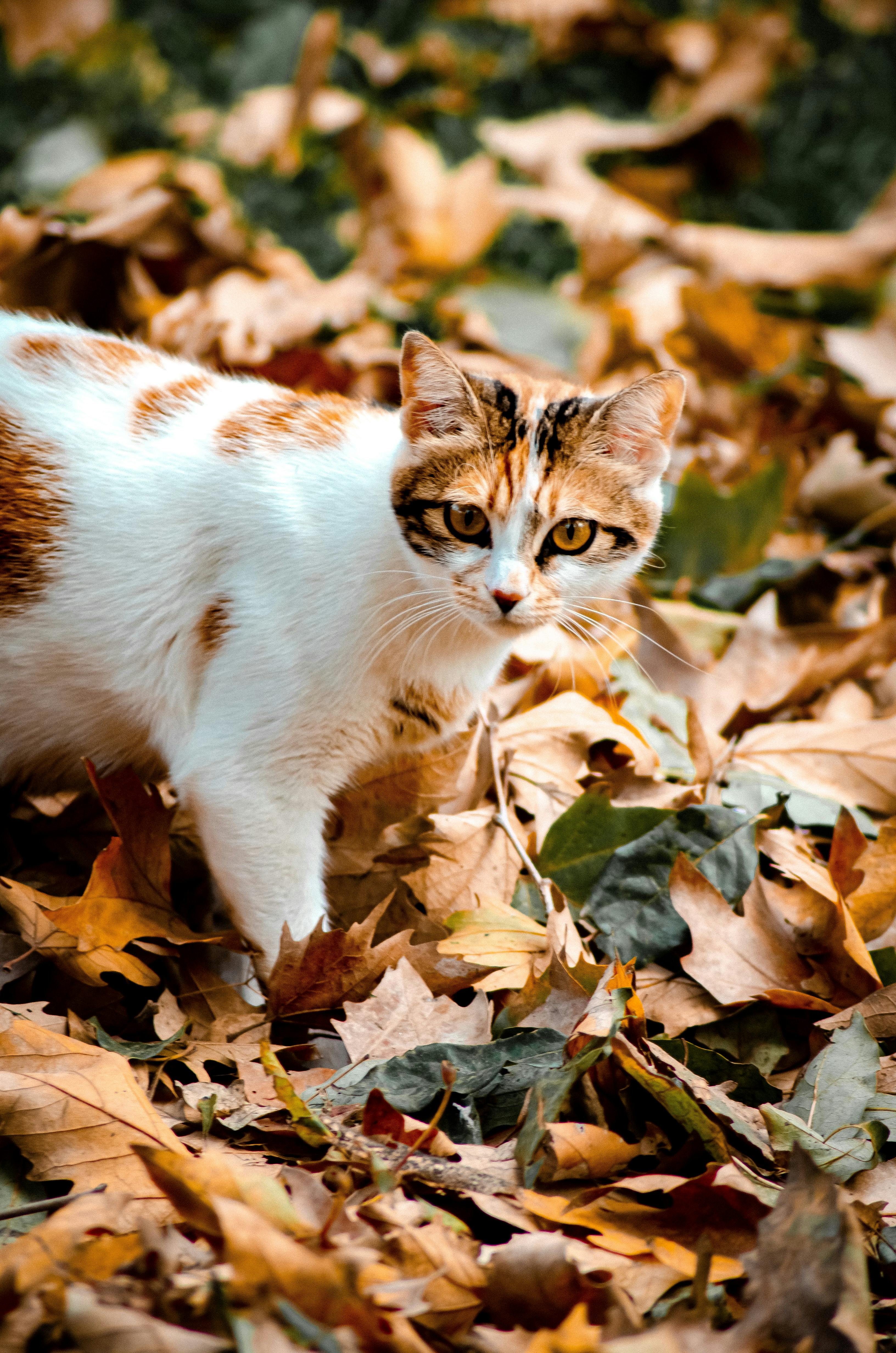 Cat Among Autumn Leaves in a Sunny Garden · Free