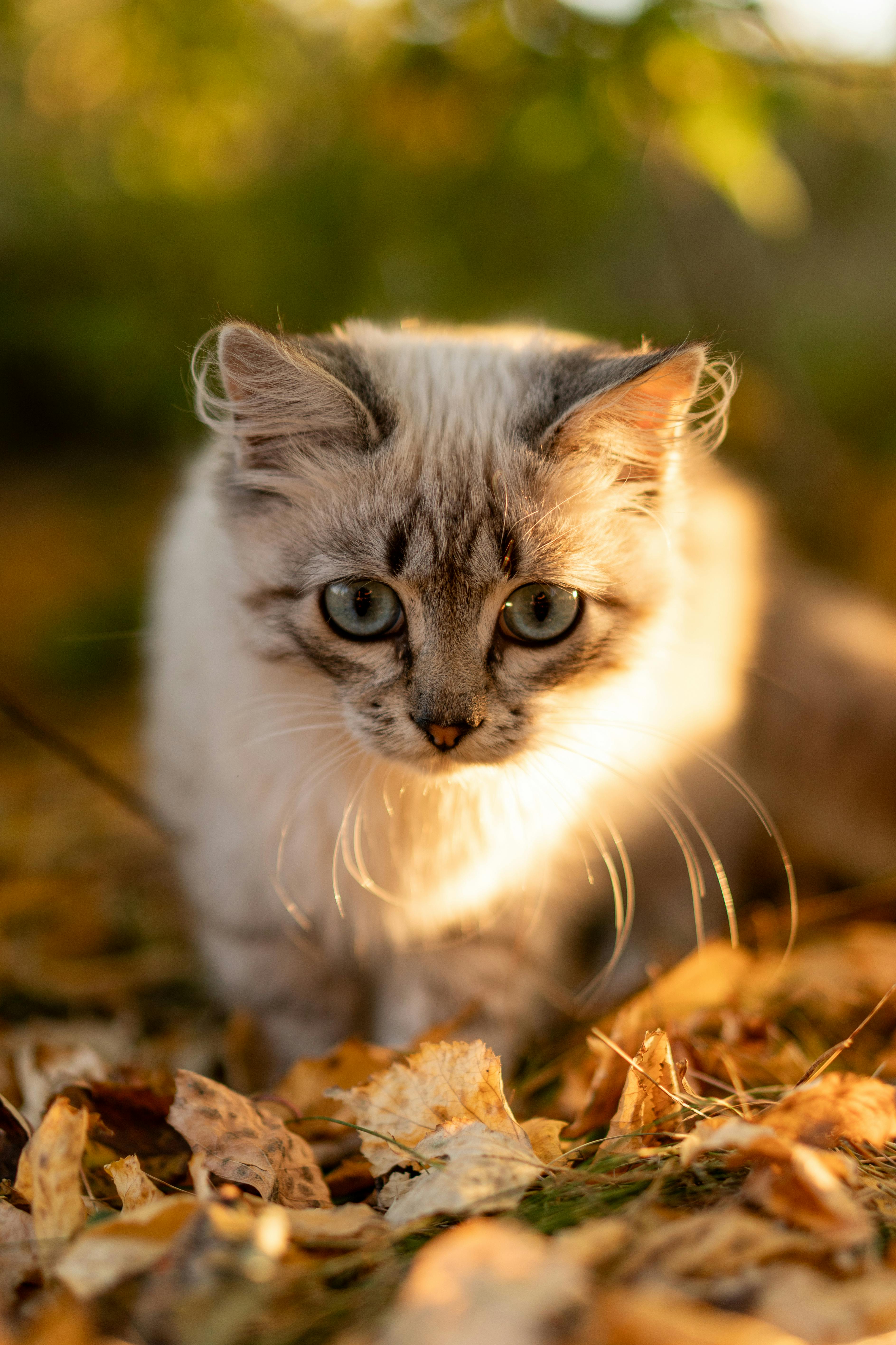 Close Up Of A Kitten Standing On Autumnal Leaves · Free
