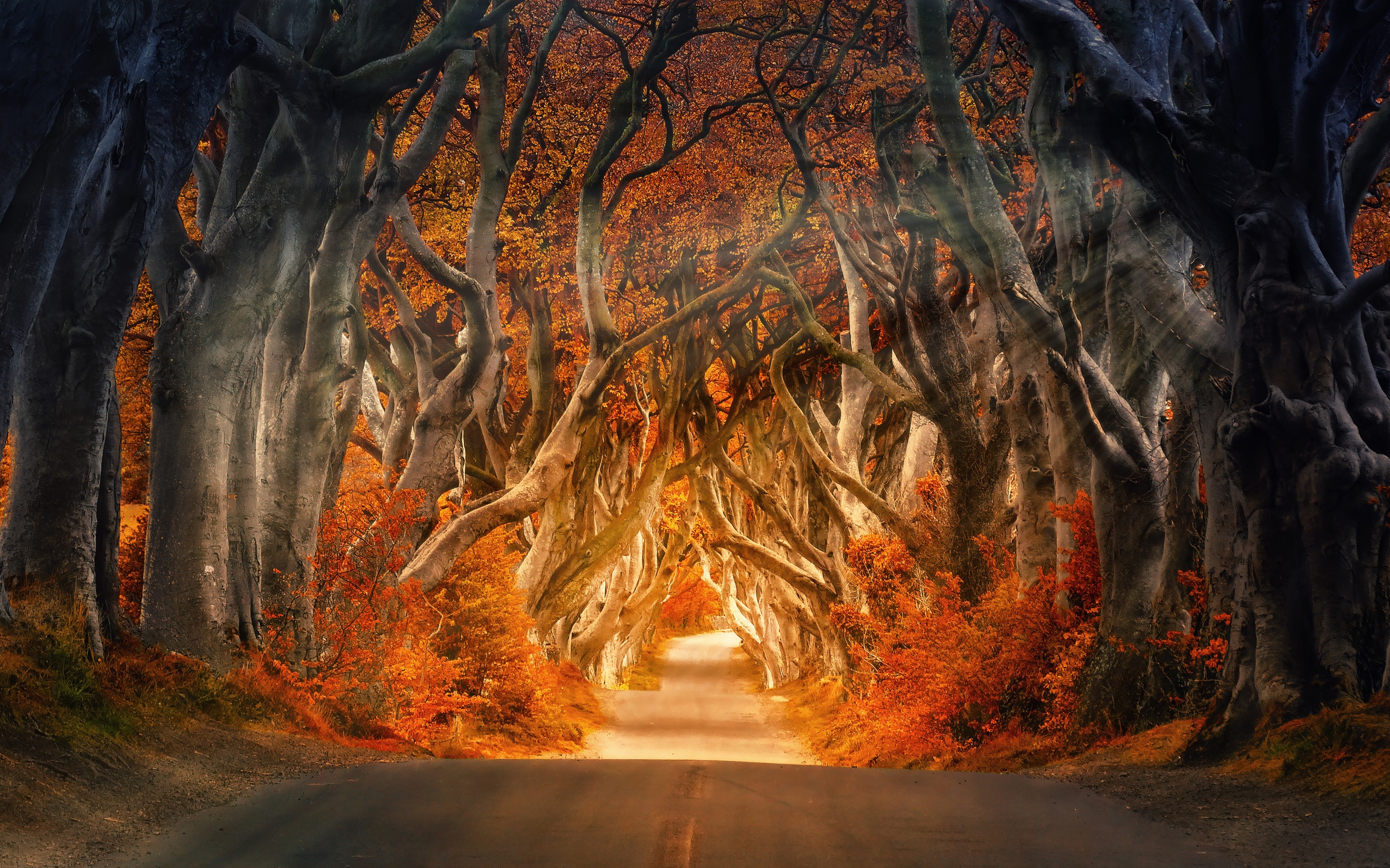 Forest Wallpaper 4K, Daylight, Road, Aesthetic, Autumn