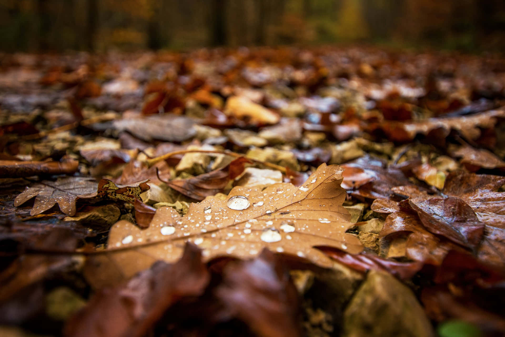 Fall Rain Wallpaper