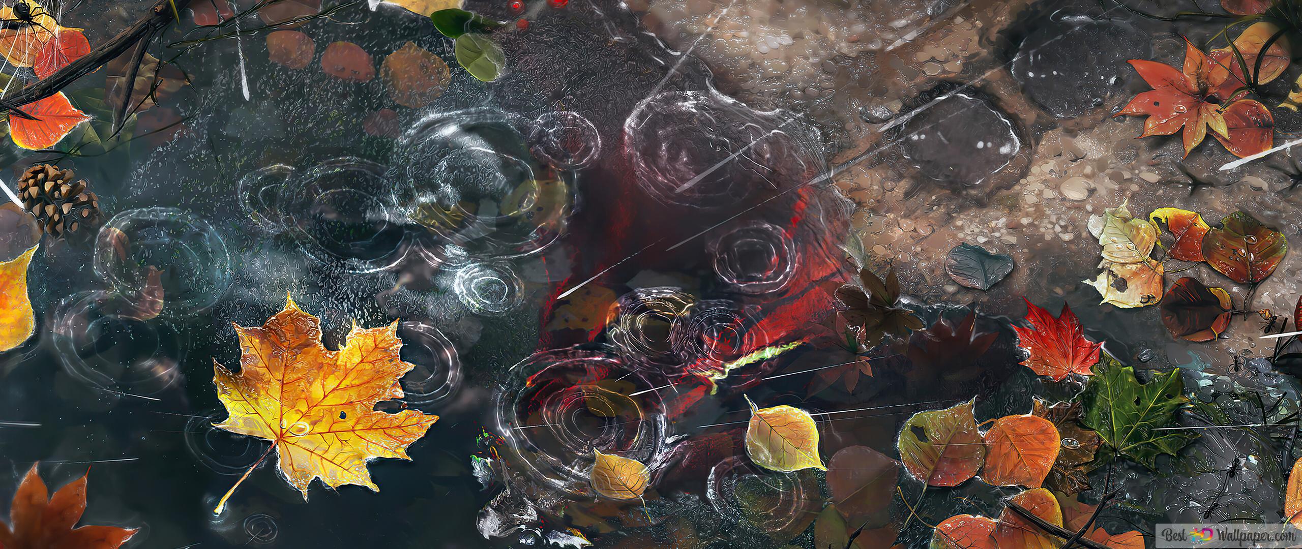 Rain Drops Autumn Leaves 4K wallpaper download