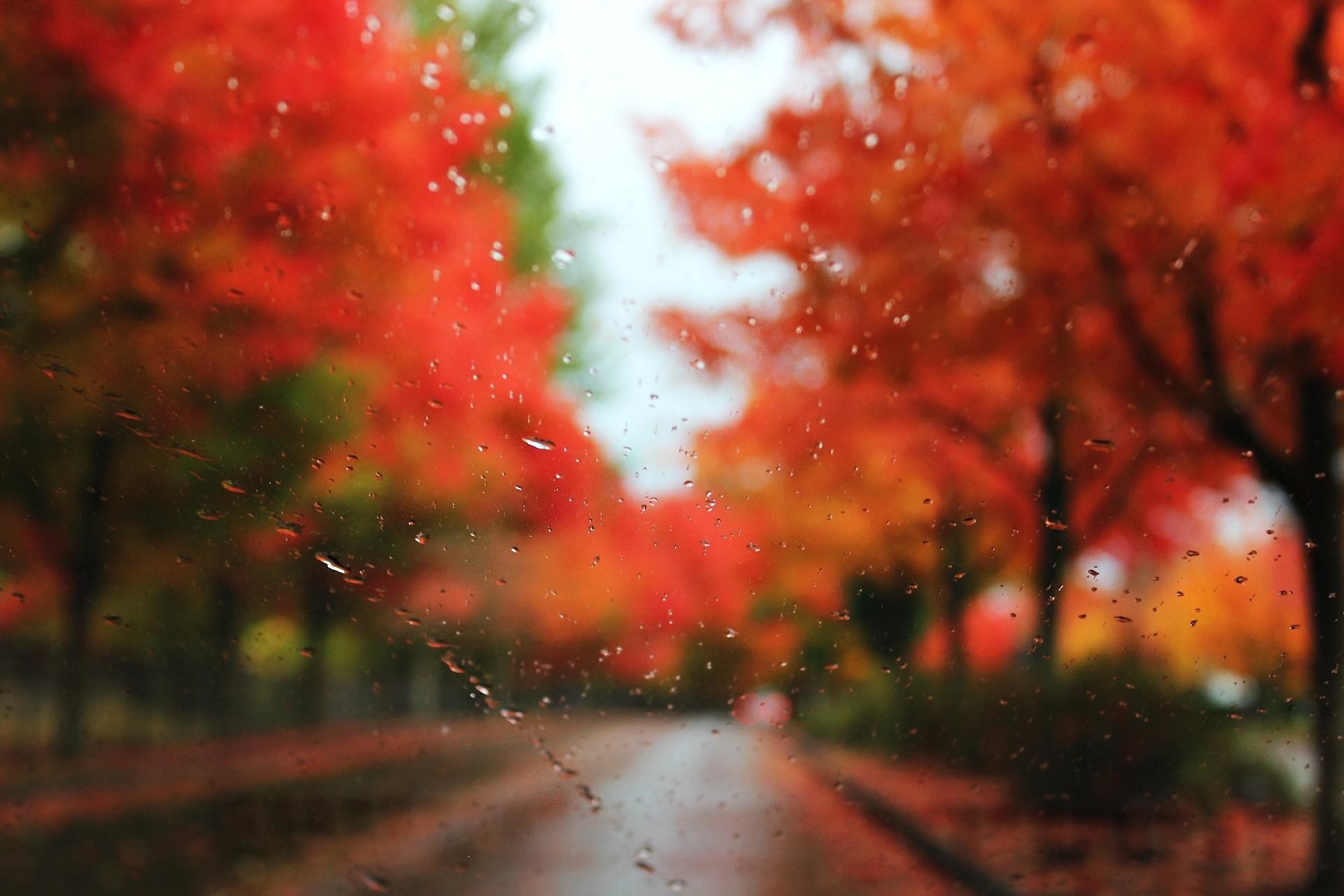 Rainy Fall Wallpaper