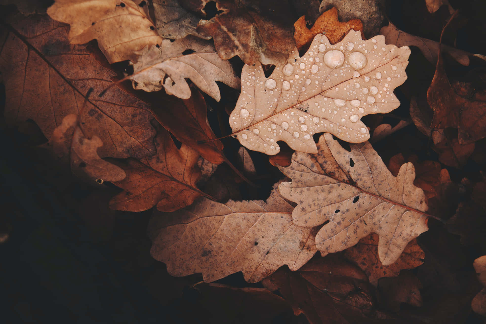 Fall Rain Wallpaper